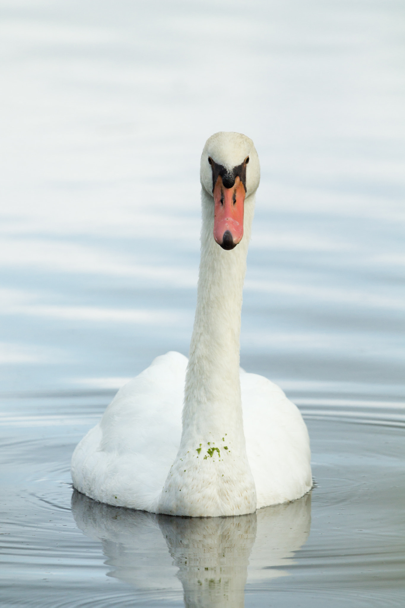 Canon EF 100-400mm F4.5-5.6L IS USM sample photo. Mute swan photography