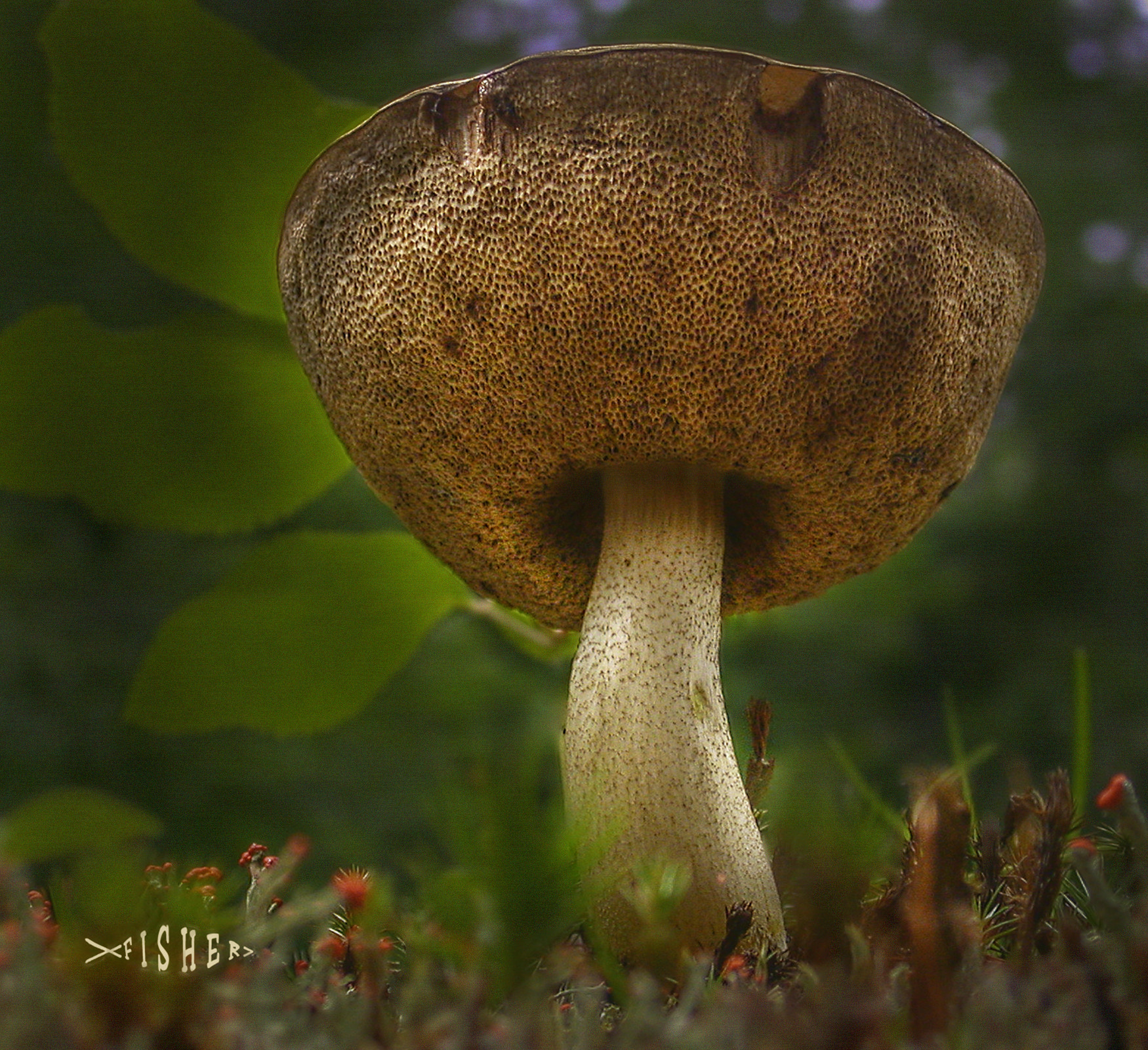 Nikon E995 sample photo. Mushroom cup from underside photography