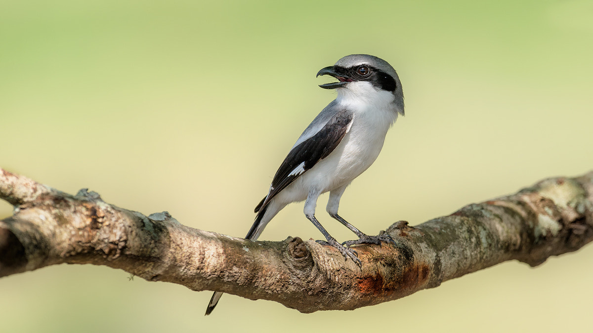 Nikon D800E + Nikon AF-S Nikkor 600mm F4G ED VR sample photo. Dsc photography