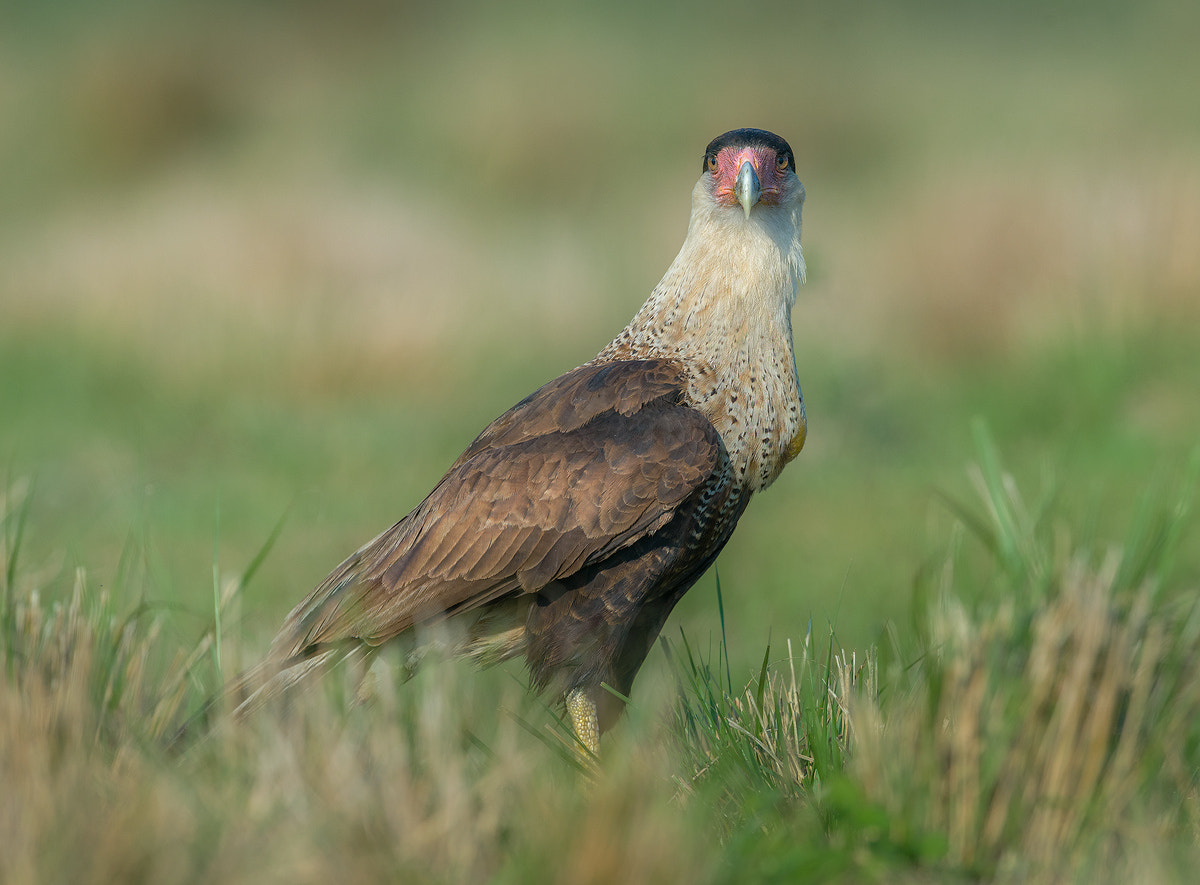 Nikon D800E + Nikon AF-S Nikkor 600mm F4G ED VR sample photo. Dsc photography