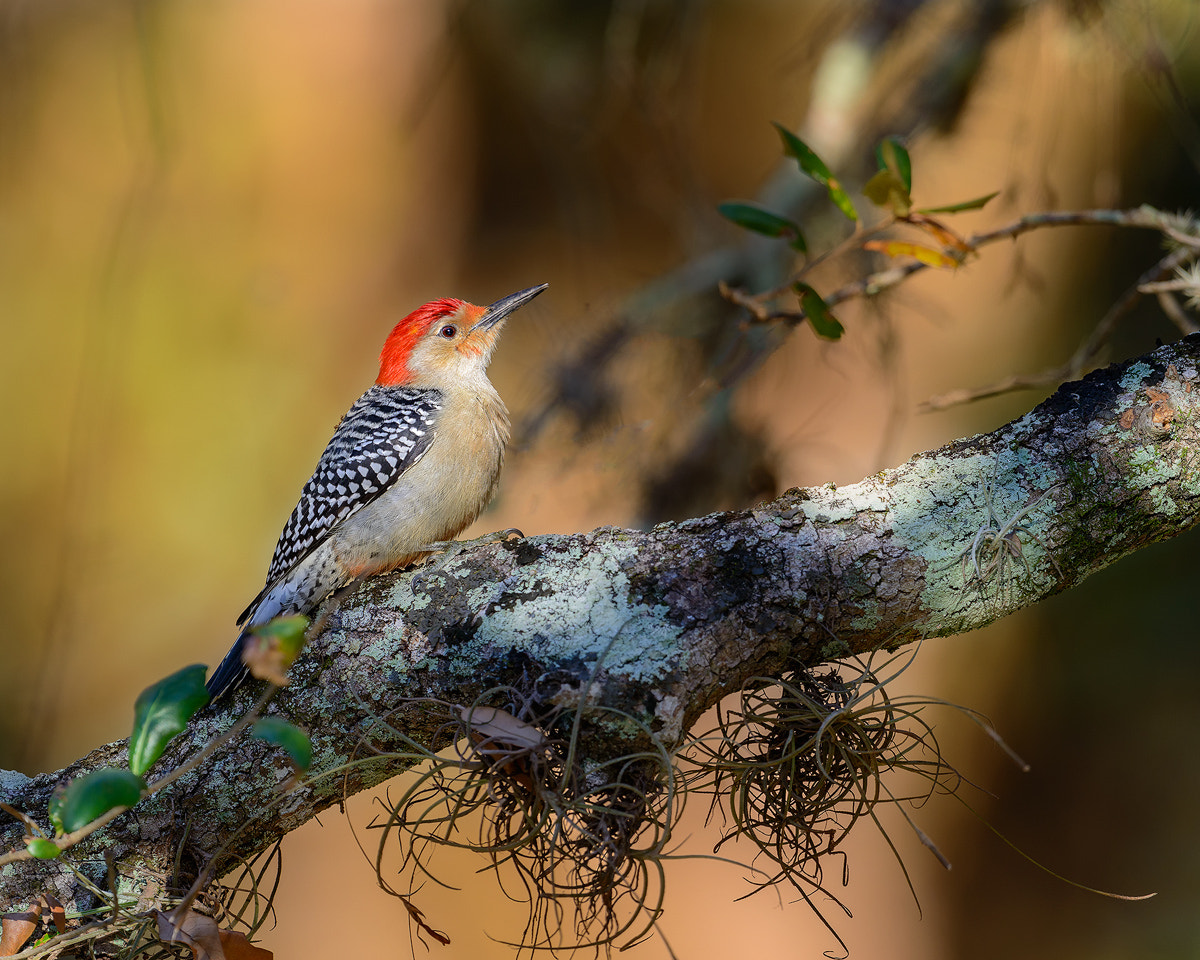 Nikon D800E + Nikon AF-S Nikkor 600mm F4G ED VR sample photo. Dsc photography