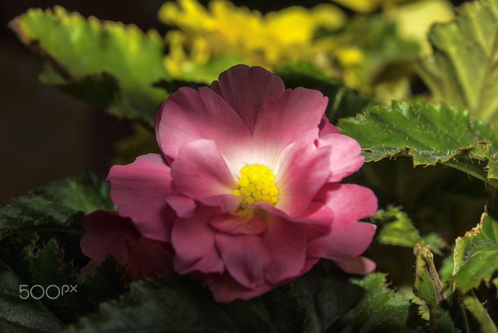 Nikon AF-S Micro-Nikkor 60mm F2.8G ED sample photo. Şeker lale (begonia).... photography