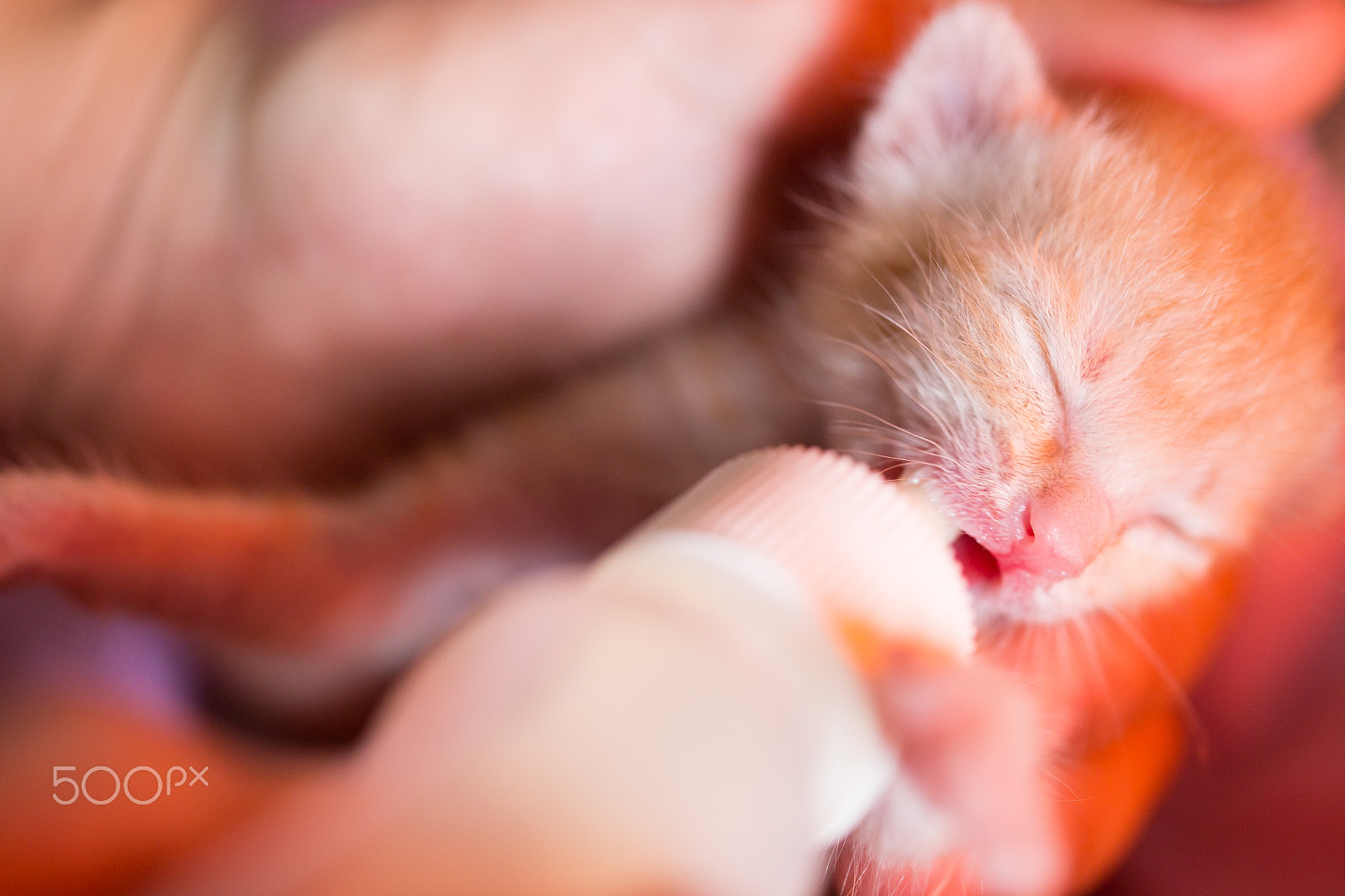 Canon EOS 6D + Canon EF 100mm F2.8L Macro IS USM sample photo. Feeding orphaned kitten with milk replacer photography