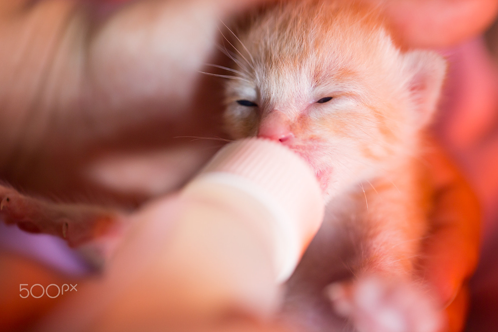Canon EOS 6D + Canon EF 100mm F2.8L Macro IS USM sample photo. Feeding orphaned kitten with milk replacer photography