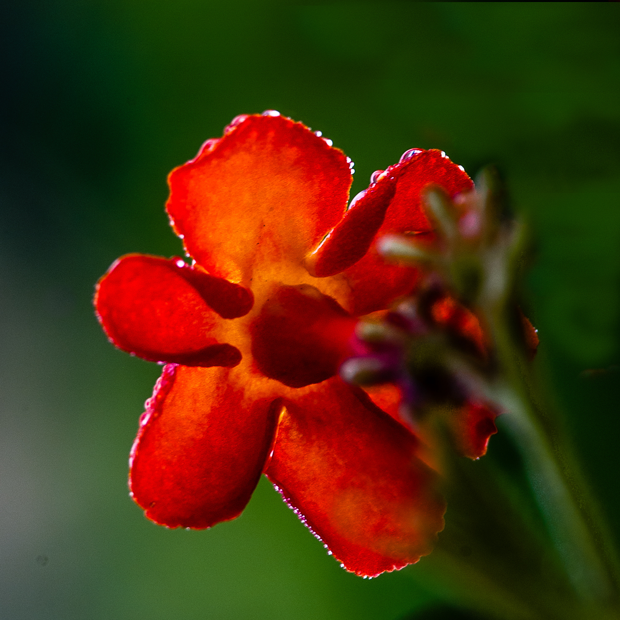 Nikon D40X sample photo. Orange beauty photography
