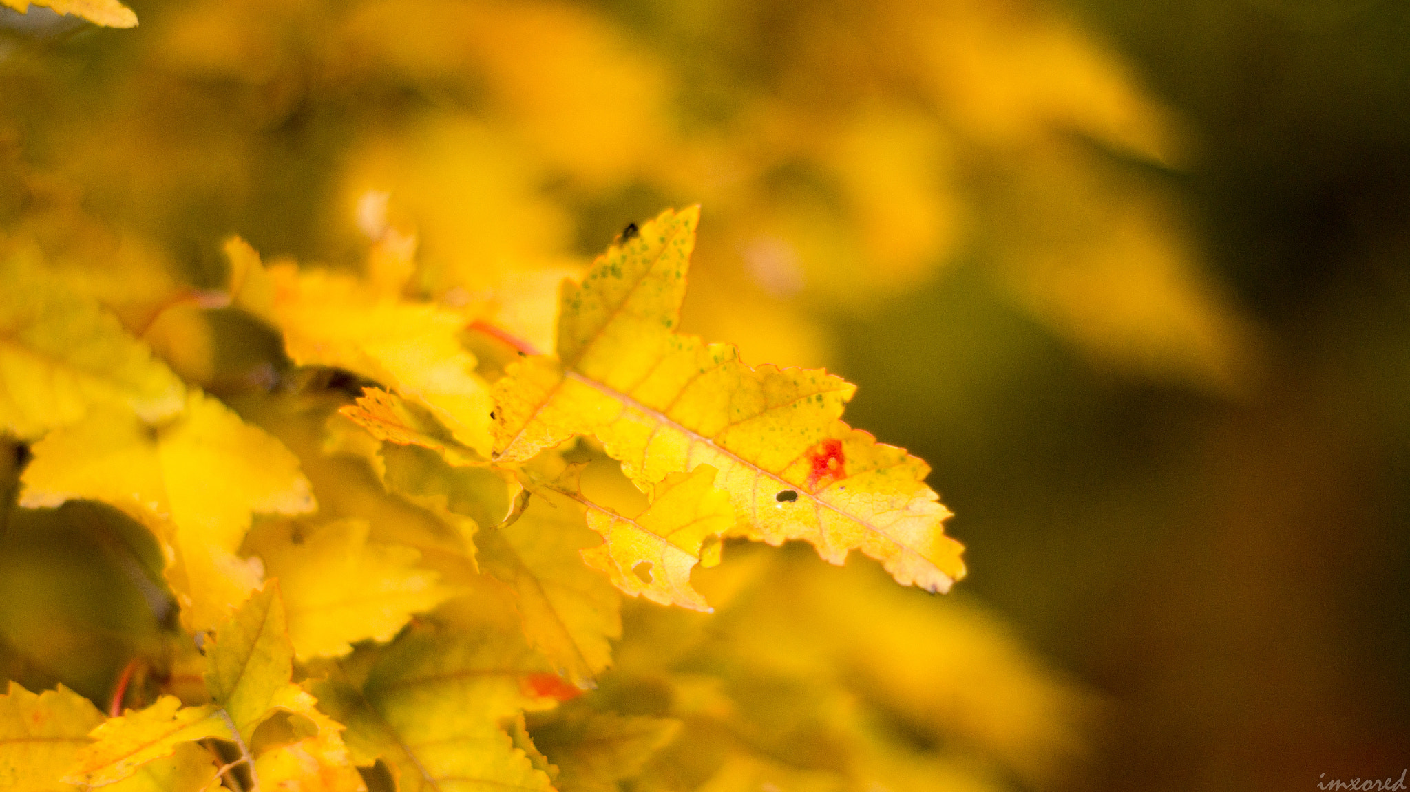 Sony SLT-A37 + Minolta AF 50mm F1.7 sample photo. Sheet photography