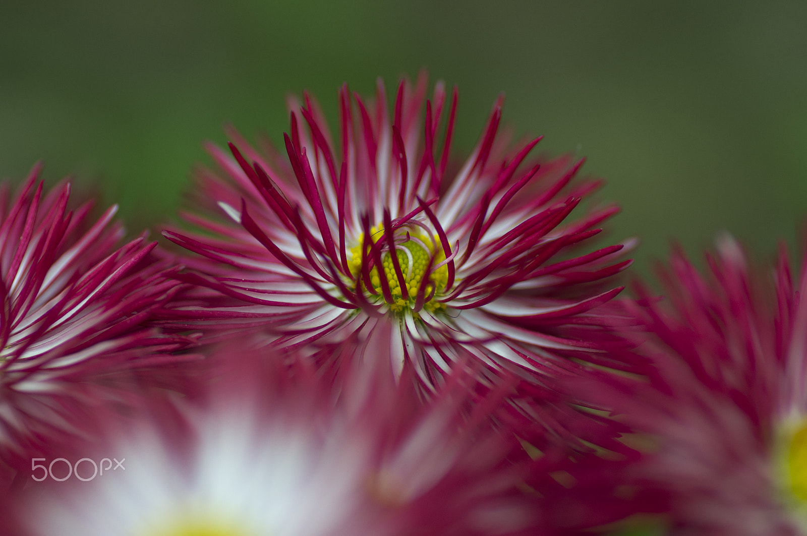 Sony SLT-A55 (SLT-A55V) + Tamron SP AF 90mm F2.8 Di Macro sample photo. Flower photography