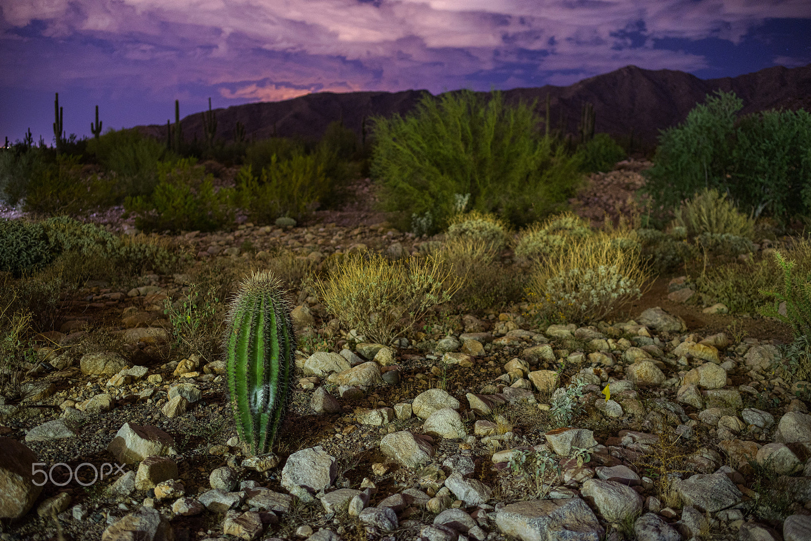 Pentax K-1 + Pentax smc DA 35mm F2.4 AL sample photo. Baby saguaro at sunset photography