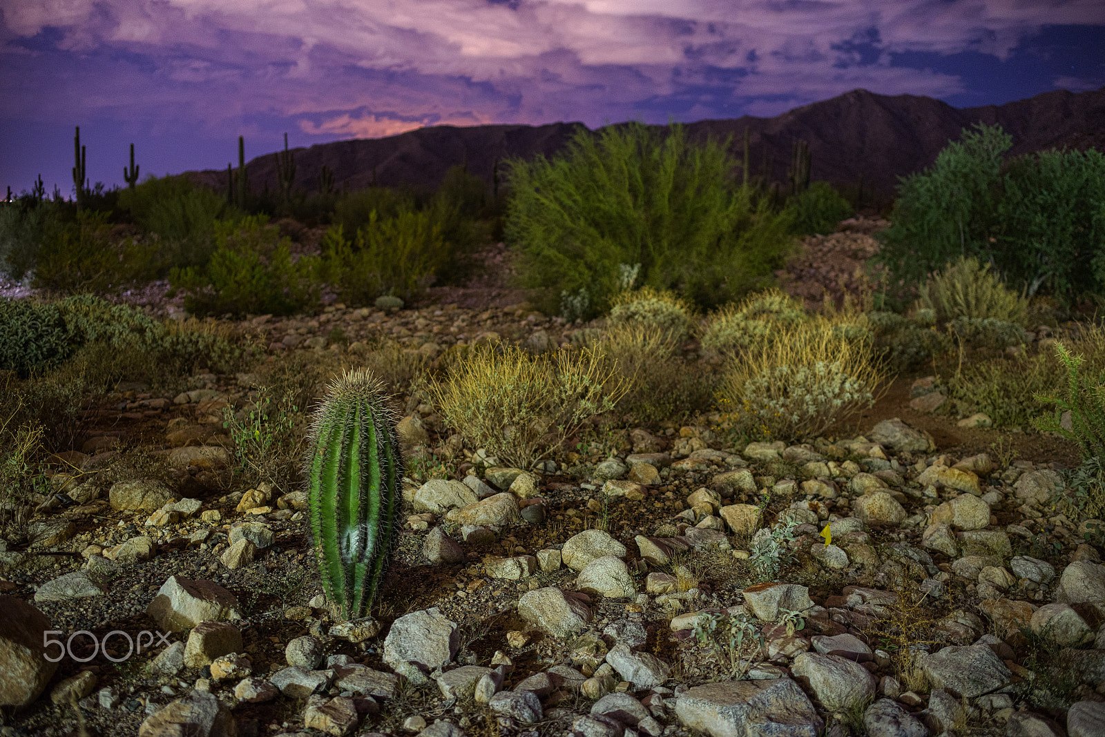 Pentax K-1 sample photo. Baby saguaro at sunset photography