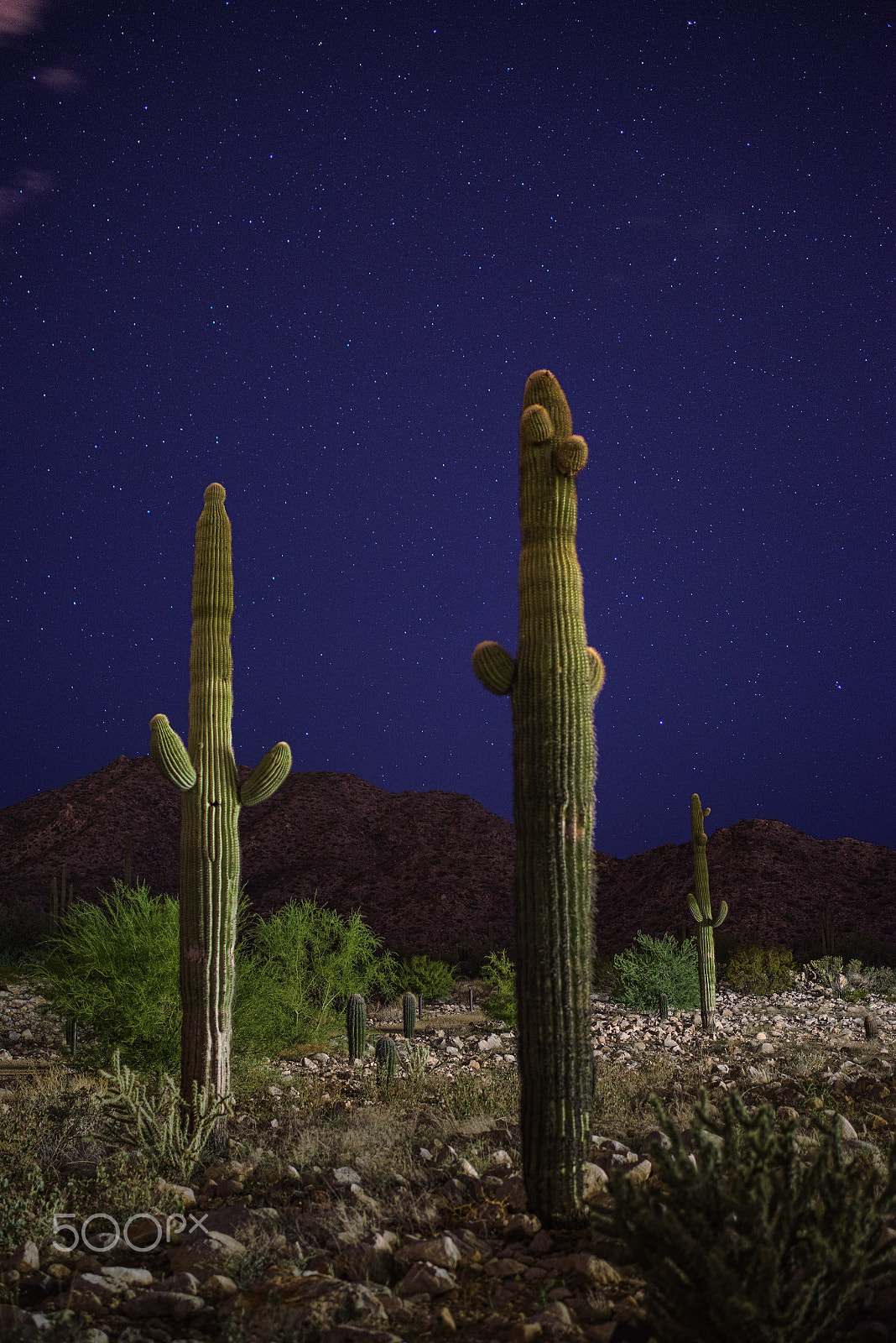Pentax K-1 sample photo. Saguaro night photography