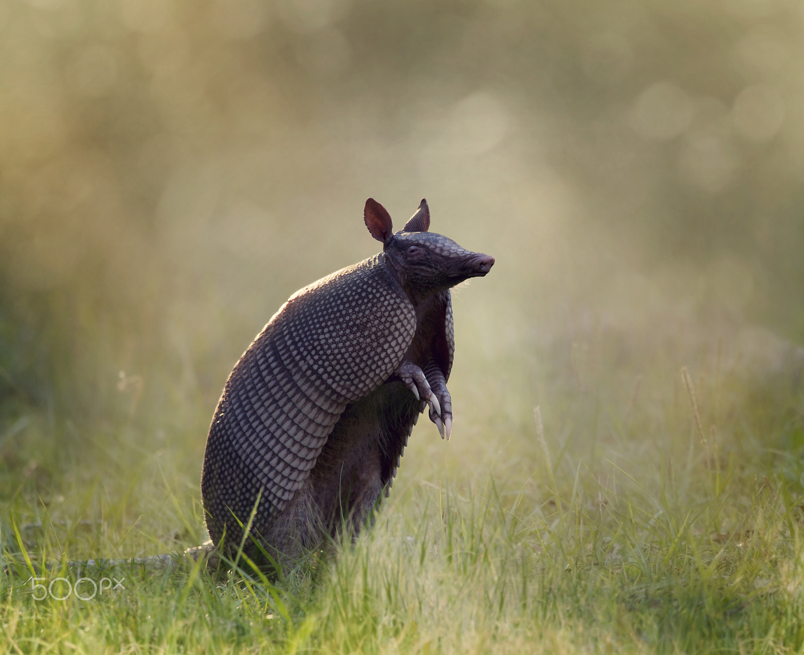 Nikon D800 + Nikon AF-S Nikkor 300mm F4D ED-IF sample photo. Nine-banded armadillo photography