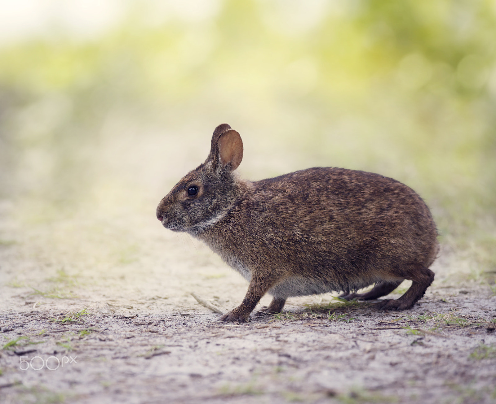 Nikon D800 + Nikon AF-S Nikkor 300mm F4D ED-IF sample photo. Marsh rabbit in wetlands photography