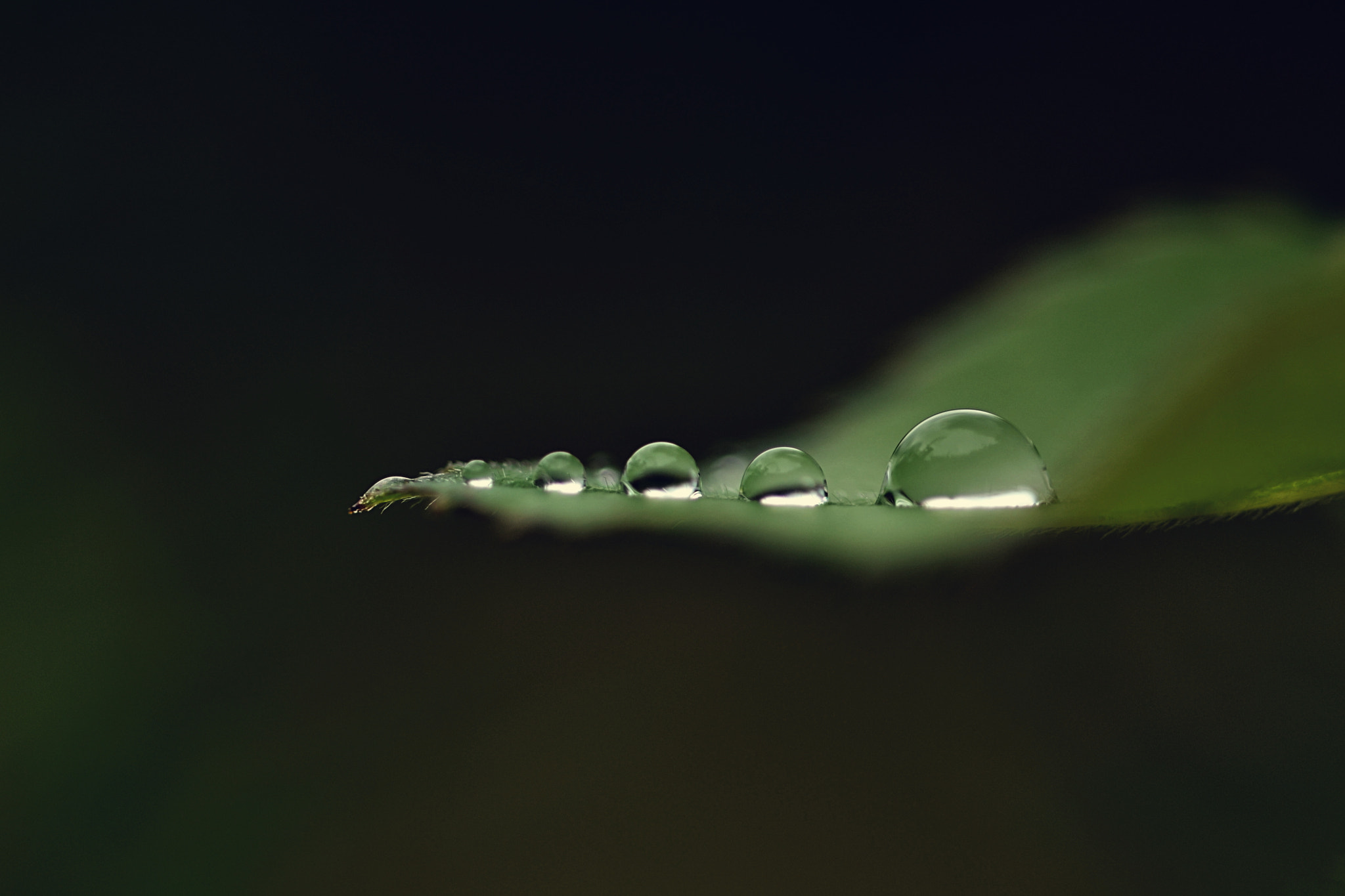 Sigma 105mm F2.8 EX DG OS HSM sample photo. Family drops photography