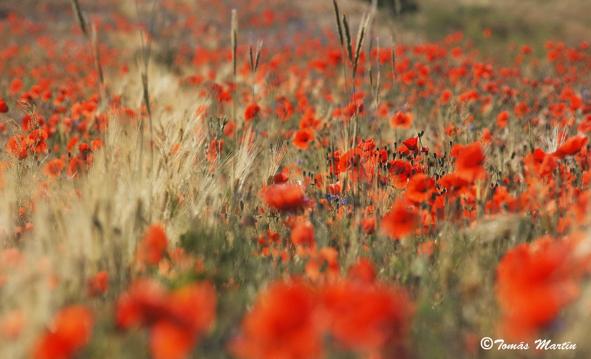 AF Zoom-Nikkor 80-200mm f/2.8 ED sample photo. Campo de amapolas. photography