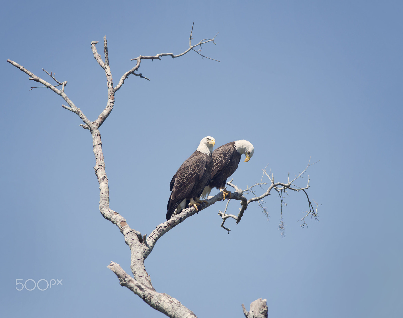 Nikon D800 sample photo. Two american bald eagles photography
