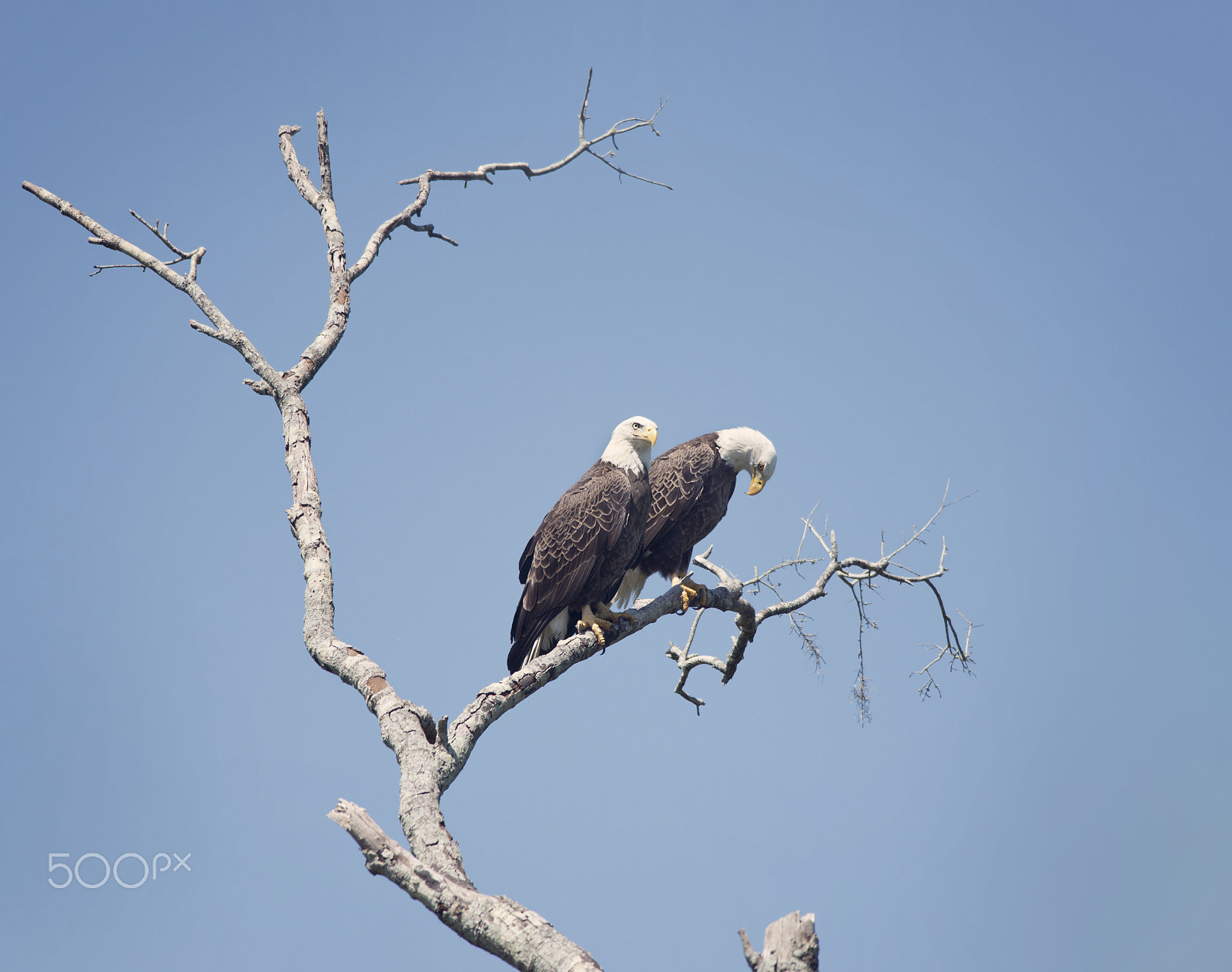 Nikon D800 + Nikon AF-S Nikkor 300mm F4D ED-IF sample photo. Two american bald eagles photography