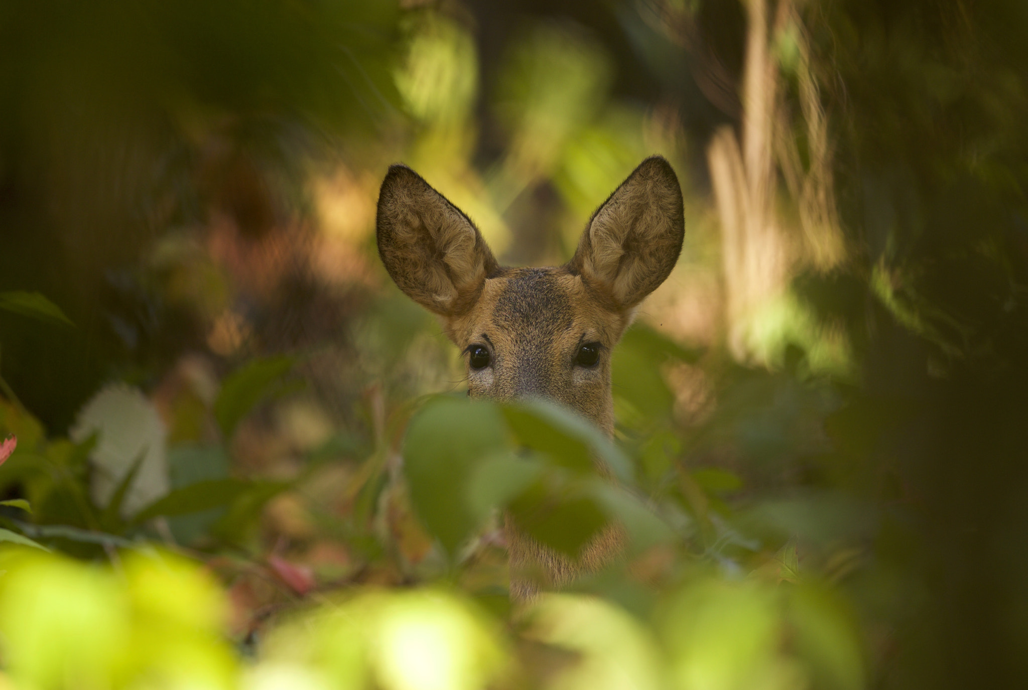 Canon EOS-1D X + Canon EF 300mm F2.8L IS II USM sample photo. Well hides photography