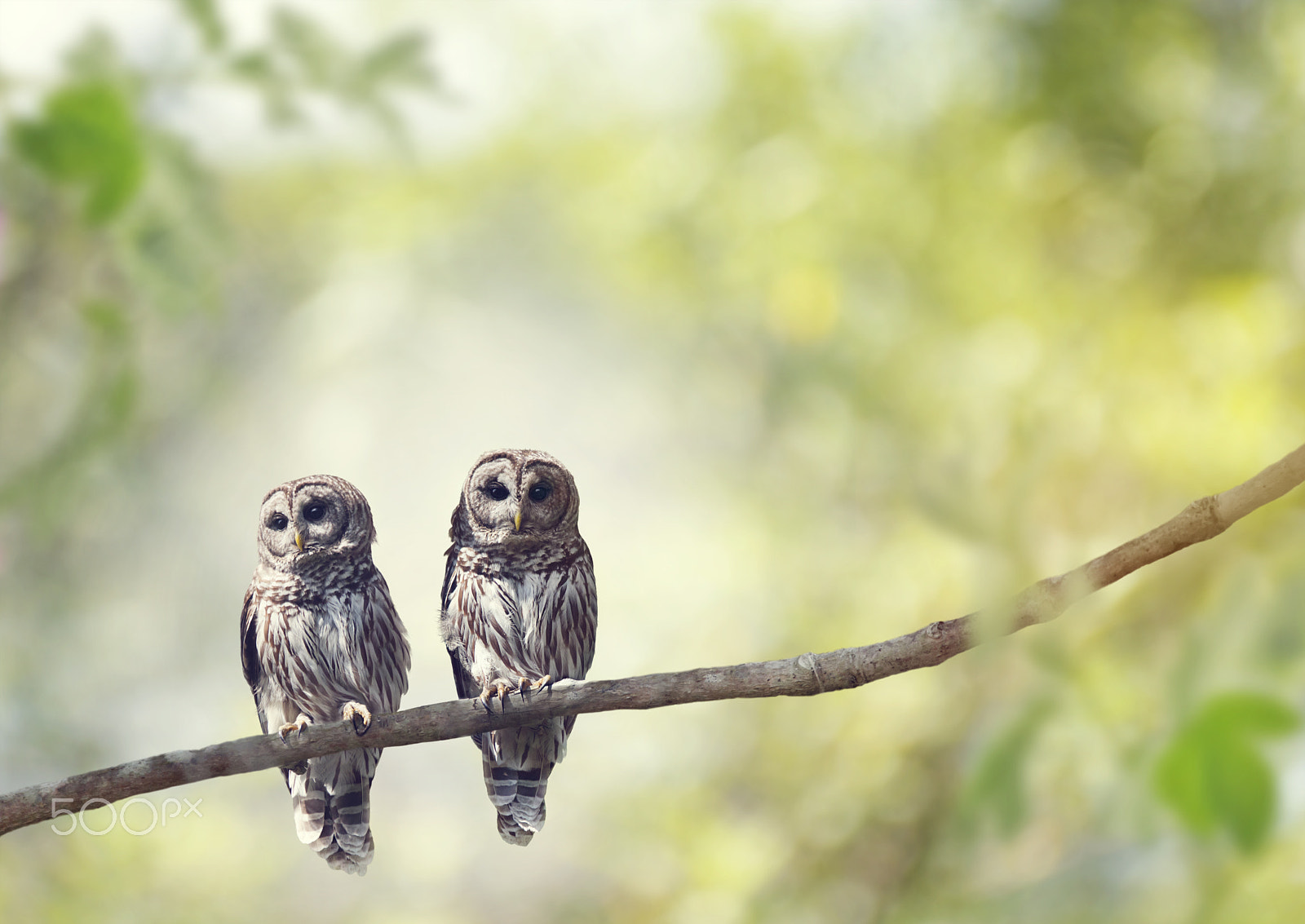 Nikon D800 + Nikon AF-S Nikkor 300mm F4D ED-IF sample photo. Young barred owls photography