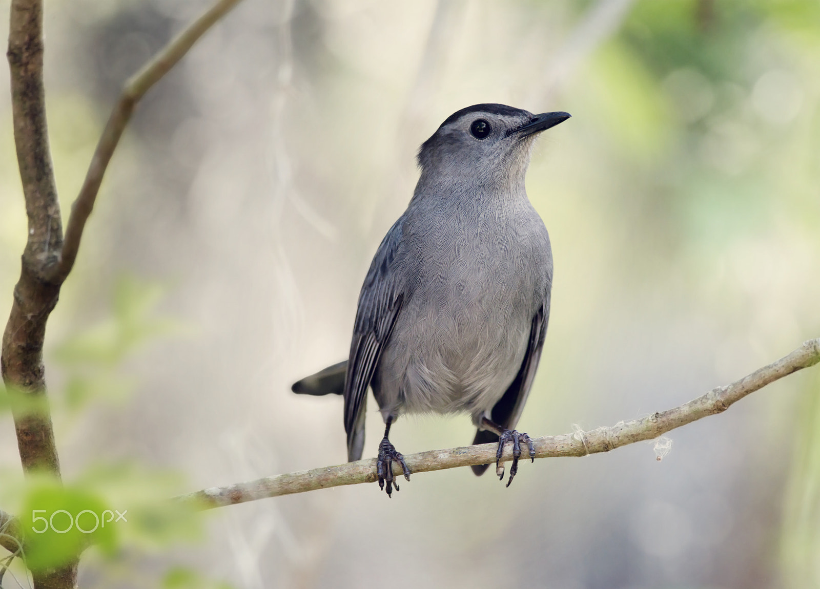 Nikon D800 + Nikon AF-S Nikkor 300mm F4D ED-IF sample photo. Gray catbird perching photography