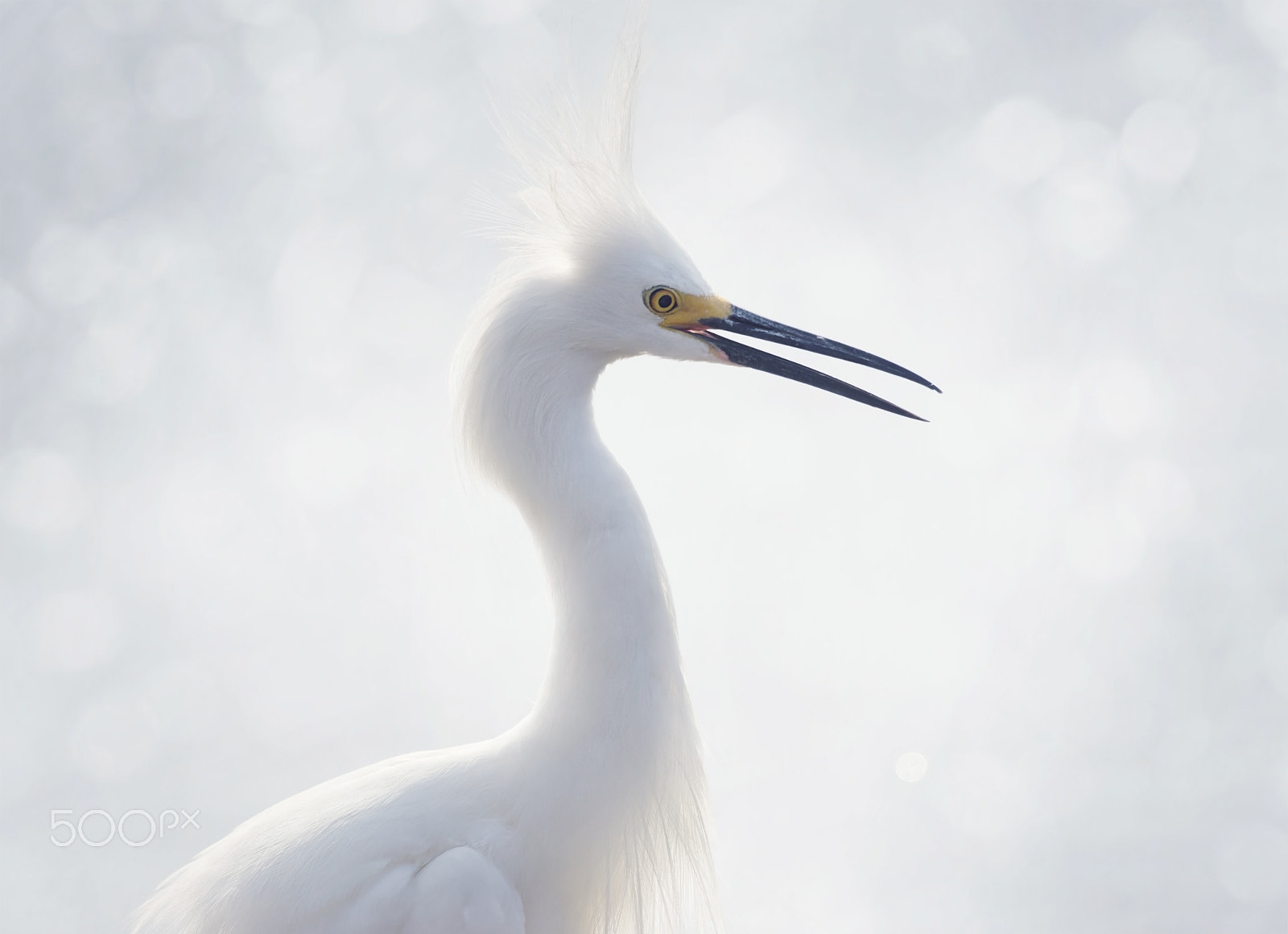 Nikon D800 sample photo. Snowy egret portrait photography
