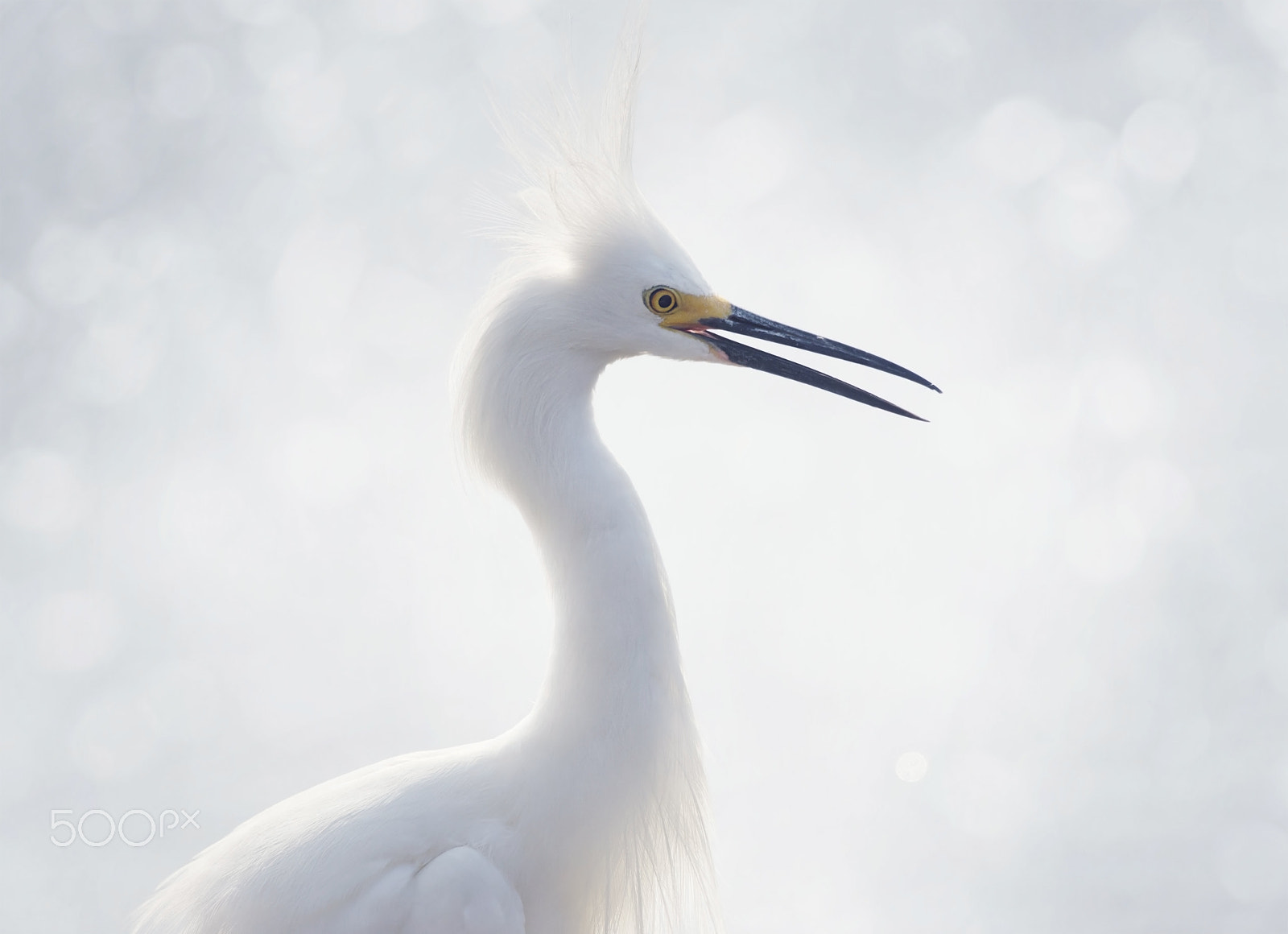 Nikon D800 + Nikon AF-S Nikkor 300mm F4D ED-IF sample photo. Snowy egret portrait photography