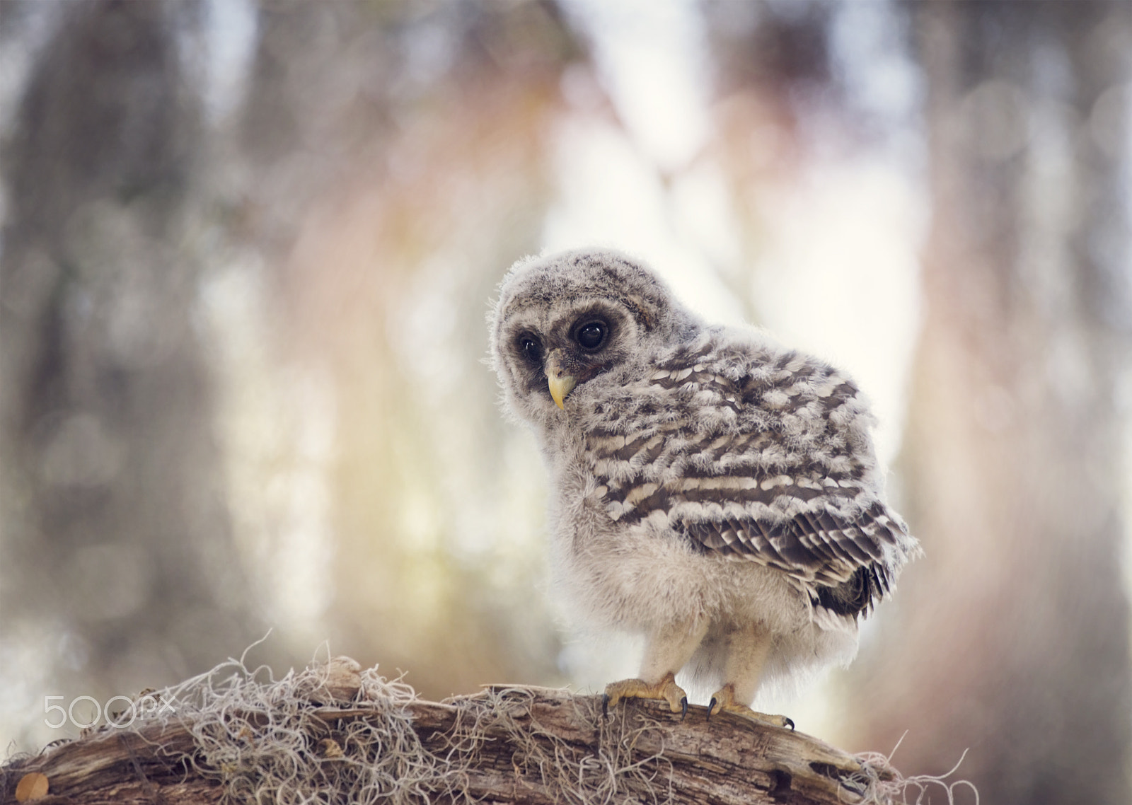 Nikon D800 sample photo. Barred owlet  on a branch photography