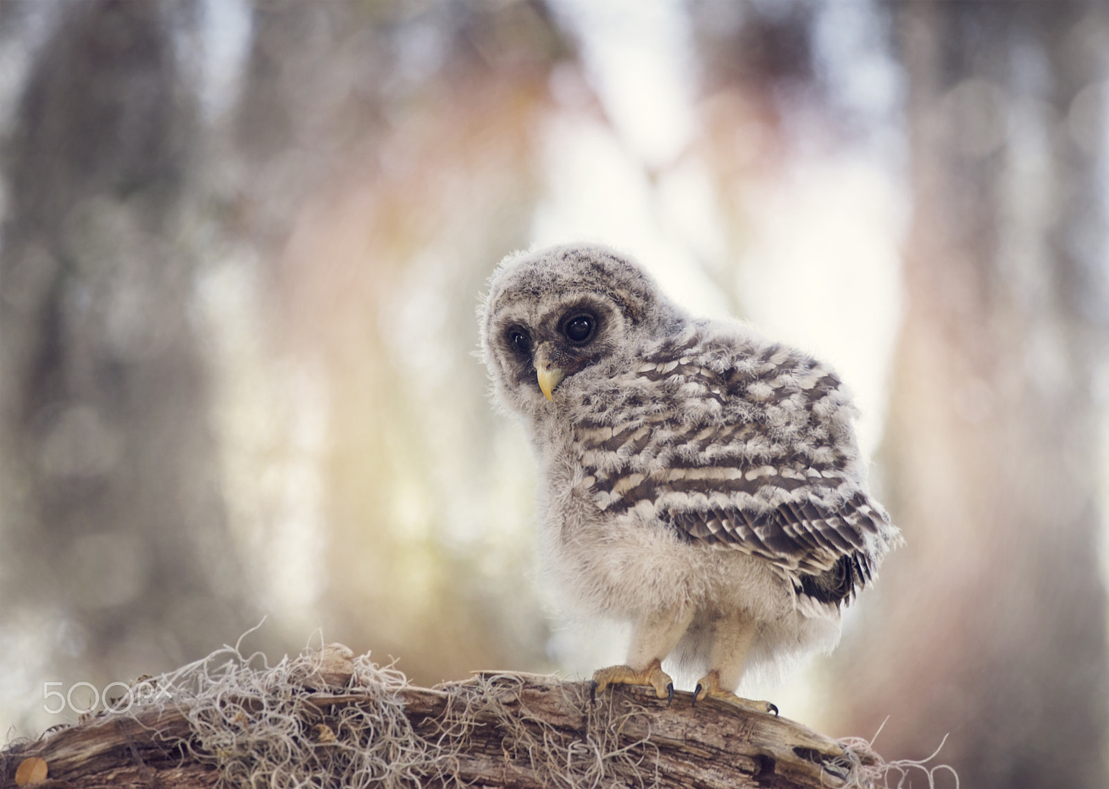 Nikon D800 + Nikon AF-S Nikkor 300mm F4D ED-IF sample photo. Barred owlet  on a branch photography