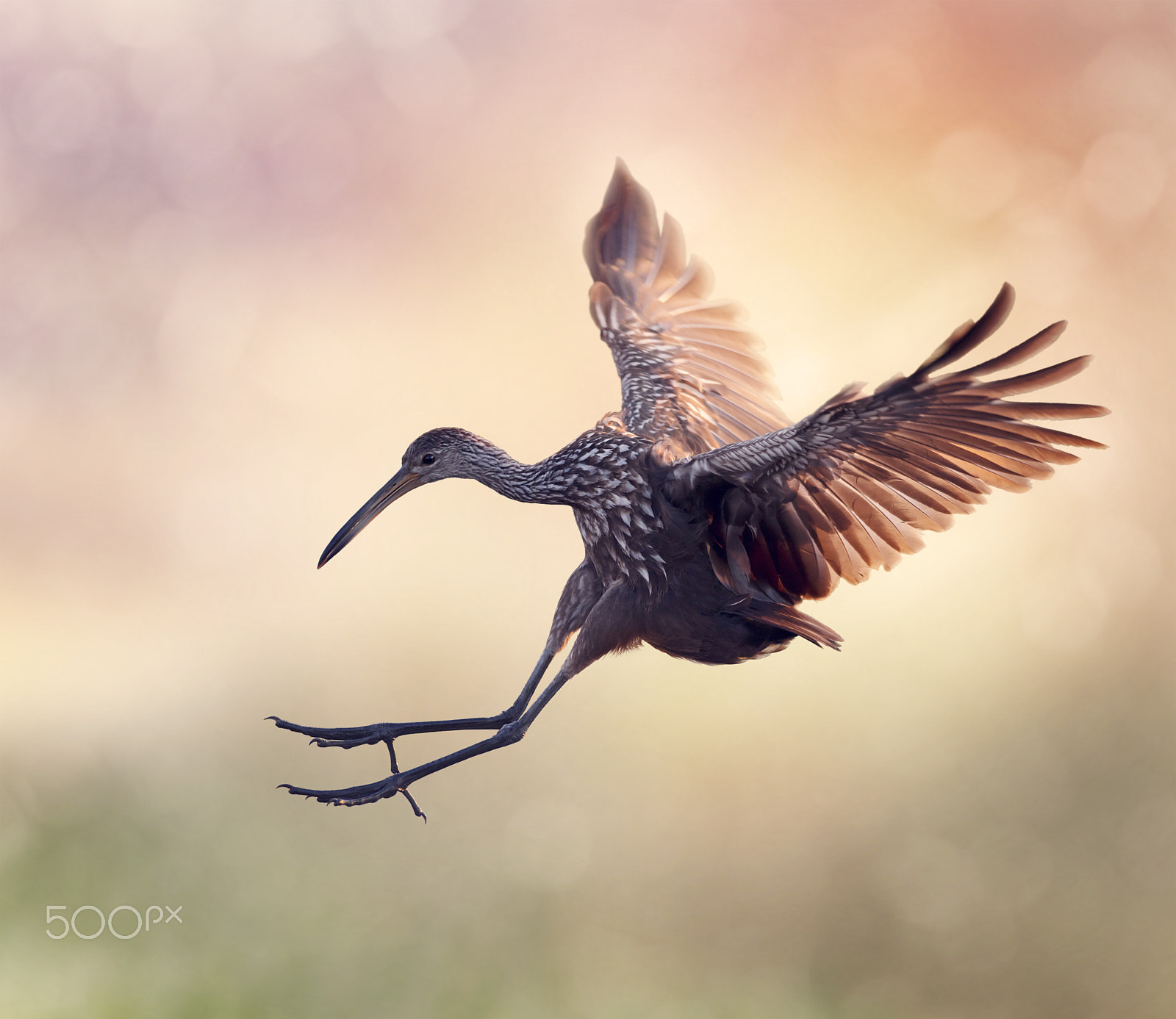 Nikon D800 sample photo. Limpkin bird in flight photography