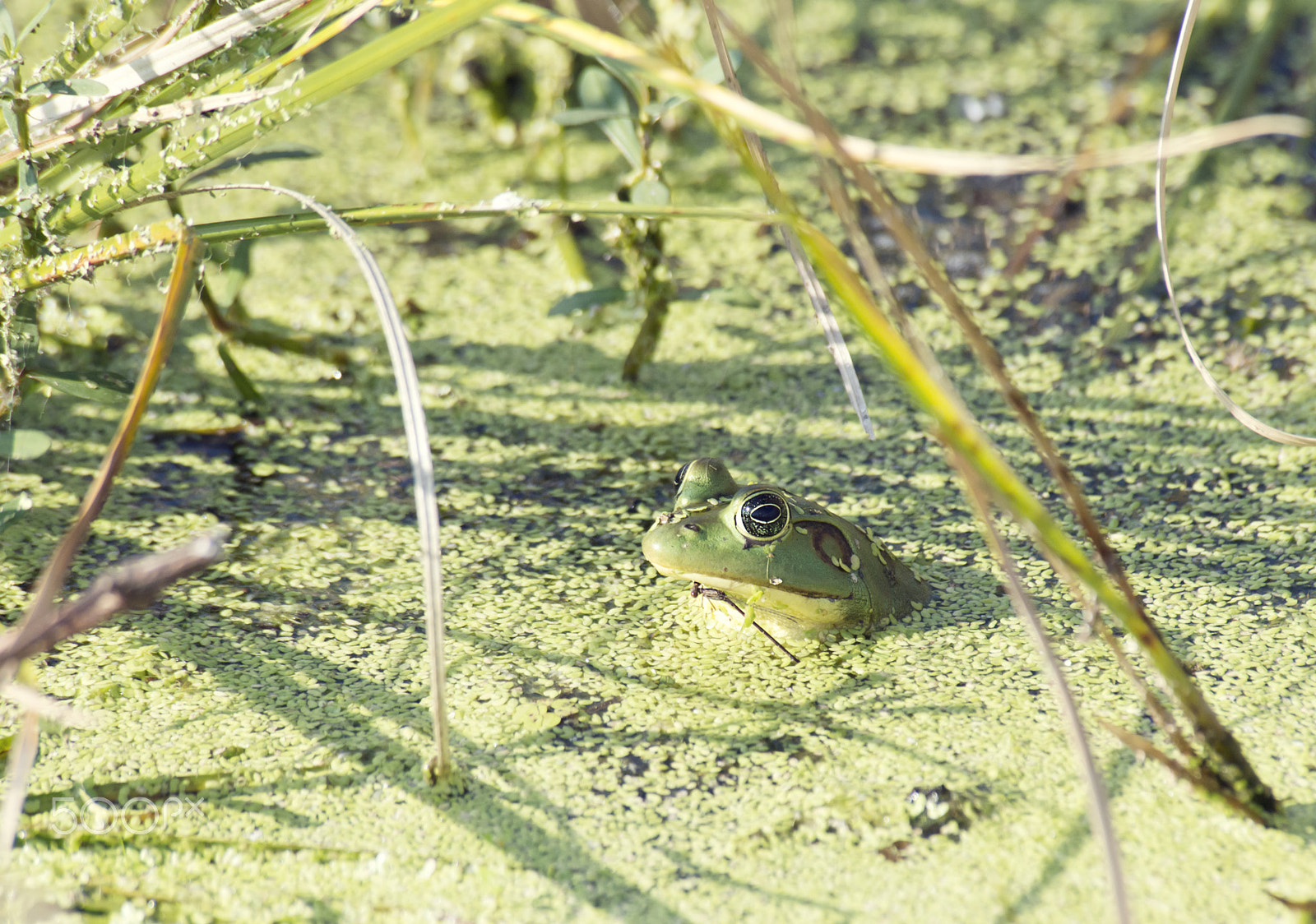 Nikon D800 + Nikon AF Nikkor 80-400mm F4.5-5.6D ED VR sample photo. Florida pig frog photography