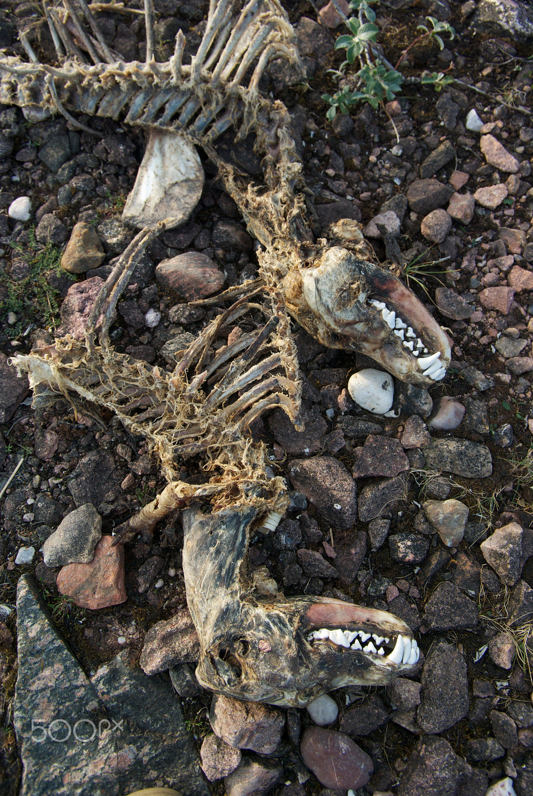 Pentax K10D + Pentax smc DA 16-45mm F4 ED AL sample photo. Remains of the dead photography