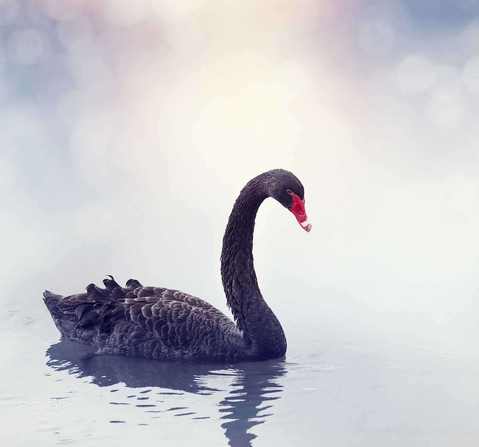 Nikon D800 + Nikon AF Nikkor 80-400mm F4.5-5.6D ED VR sample photo. Black swan swimming photography