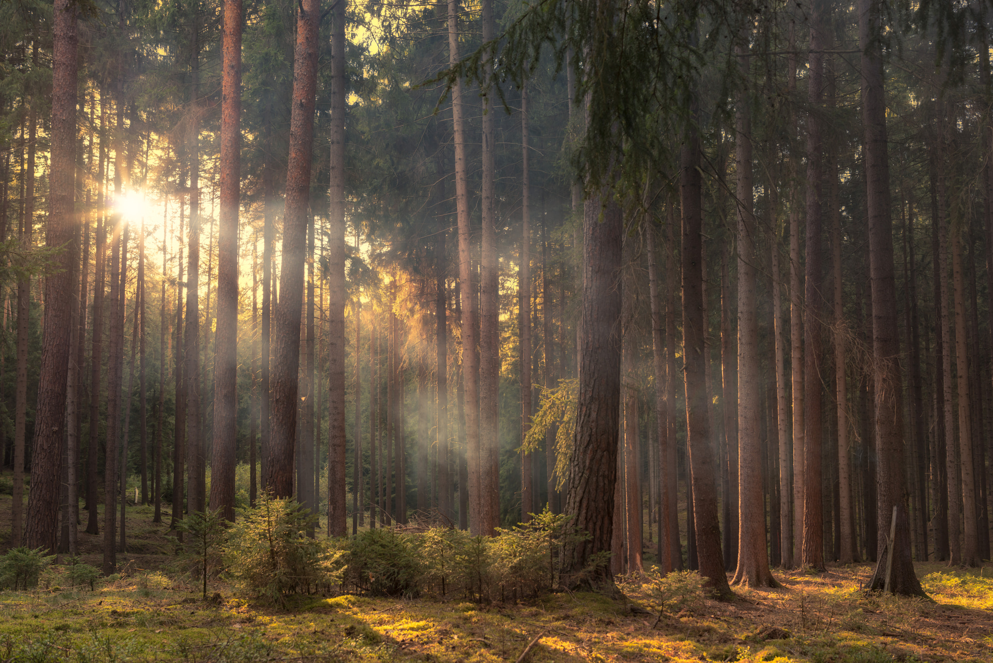 Nikon D800 + Samyang 35mm F1.4 AS UMC sample photo. Herbsttraum photography