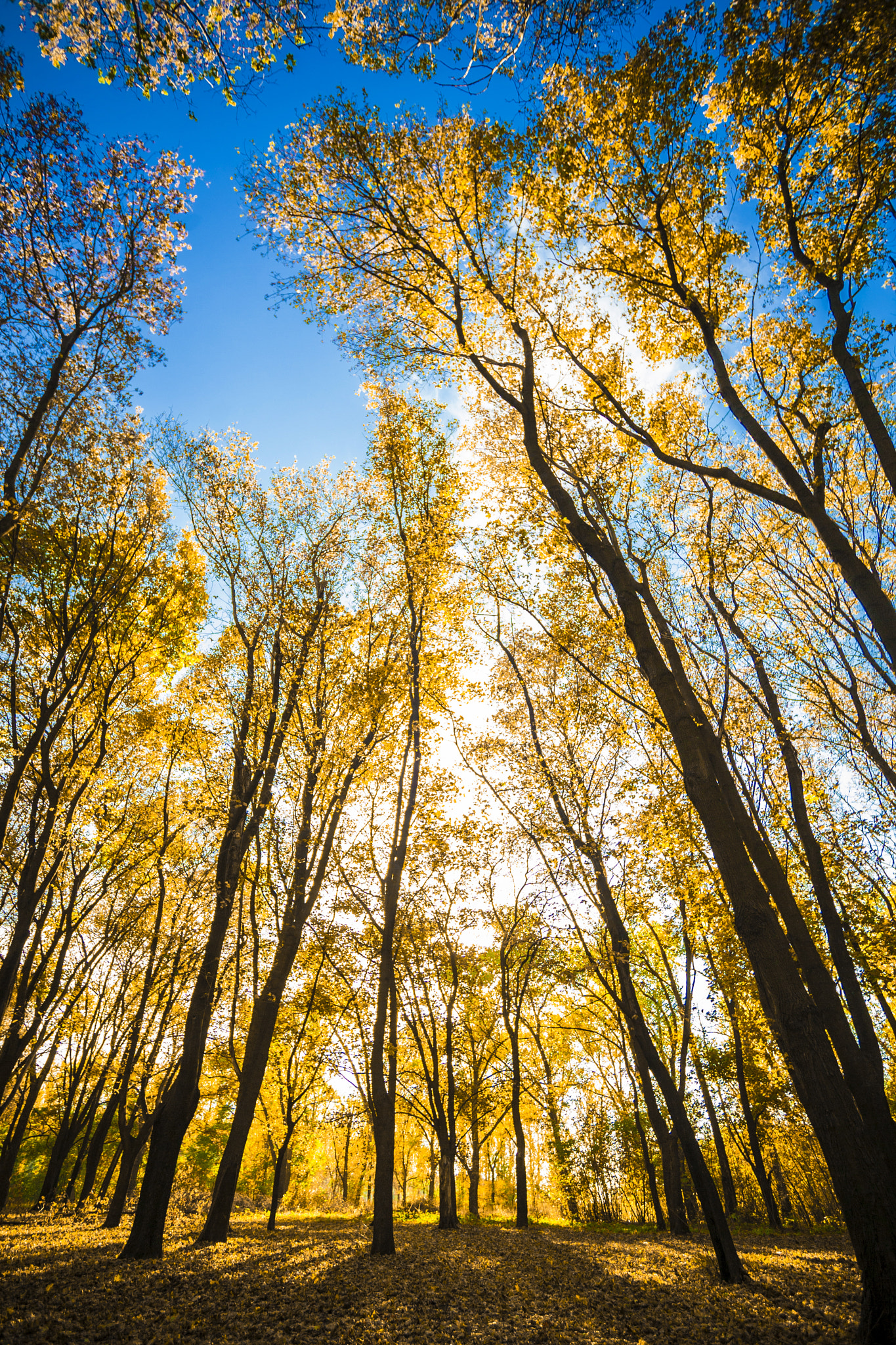 Sigma 15-30mm f/3.5-4.5 EX DG Aspherical sample photo. Осень. photography