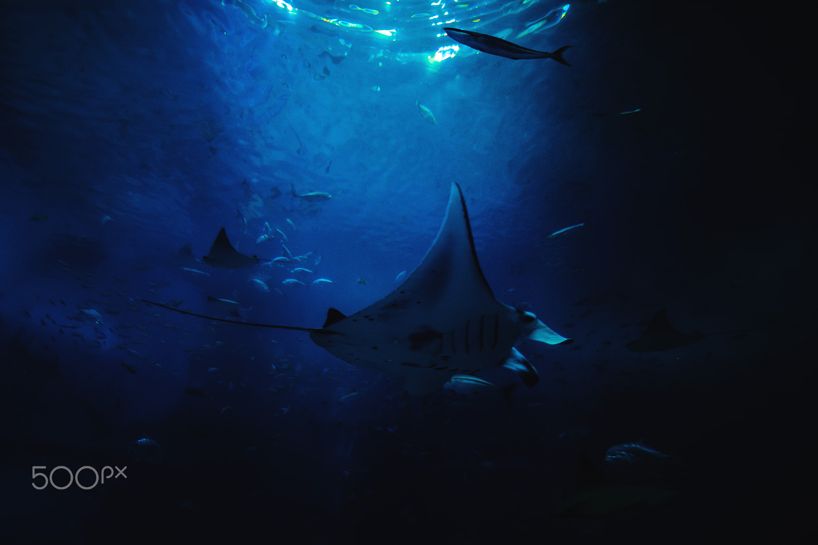 Canon EF-S 10-22mm F3.5-4.5 USM sample photo. Manta ray photography
