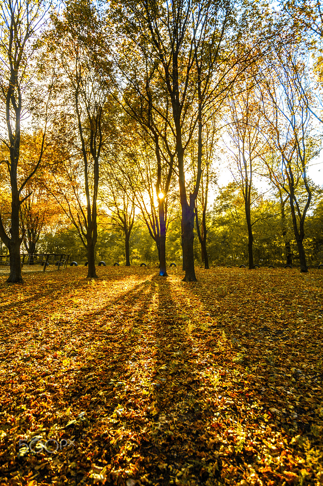 Canon EOS 5D + Sigma 15-30mm f/3.5-4.5 EX DG Aspherical sample photo. Осенний парк. photography