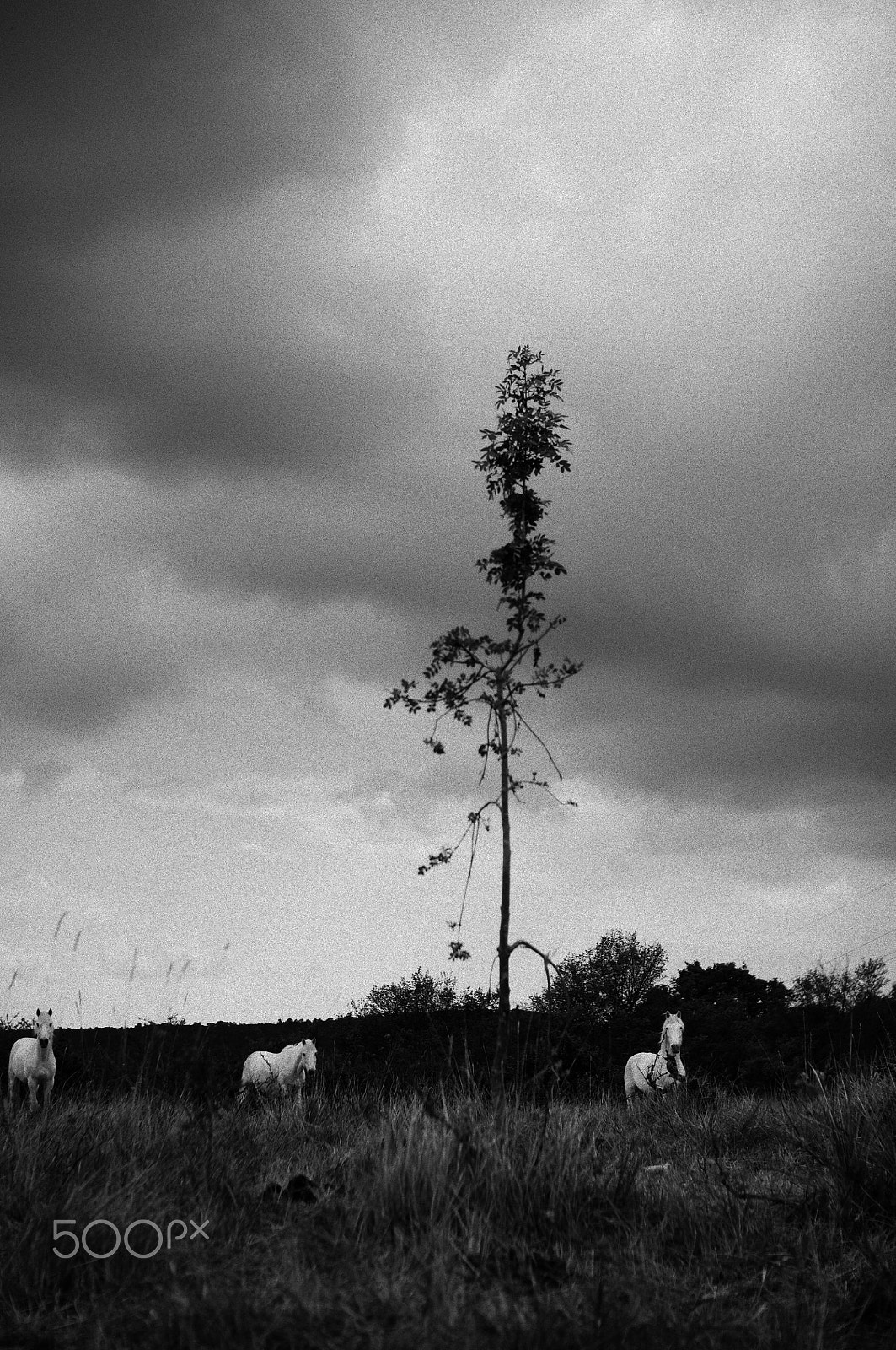 Nikon D300S sample photo. The little tree and three white horses photography