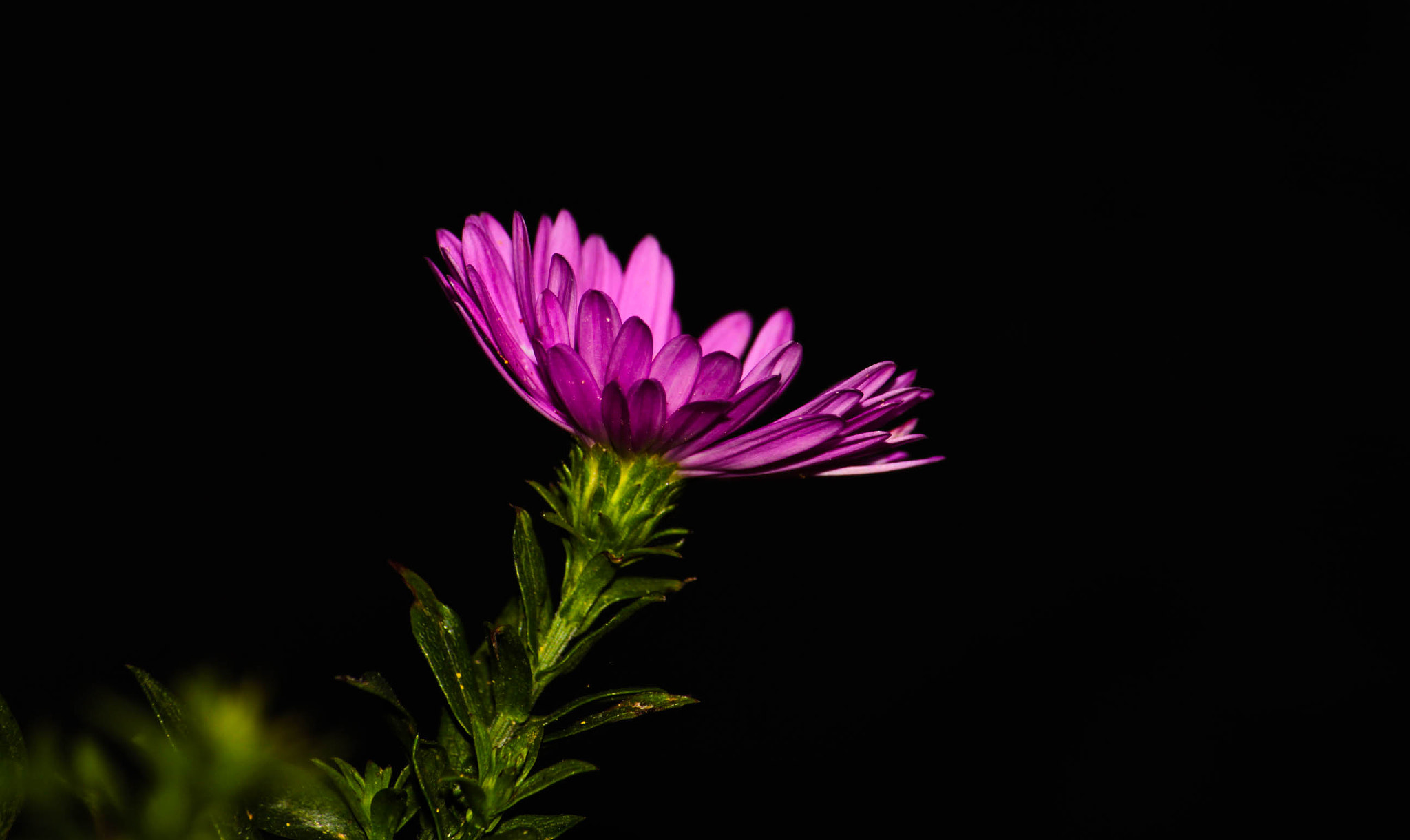 Canon EOS 1200D (EOS Rebel T5 / EOS Kiss X70 / EOS Hi) sample photo. #flower photography