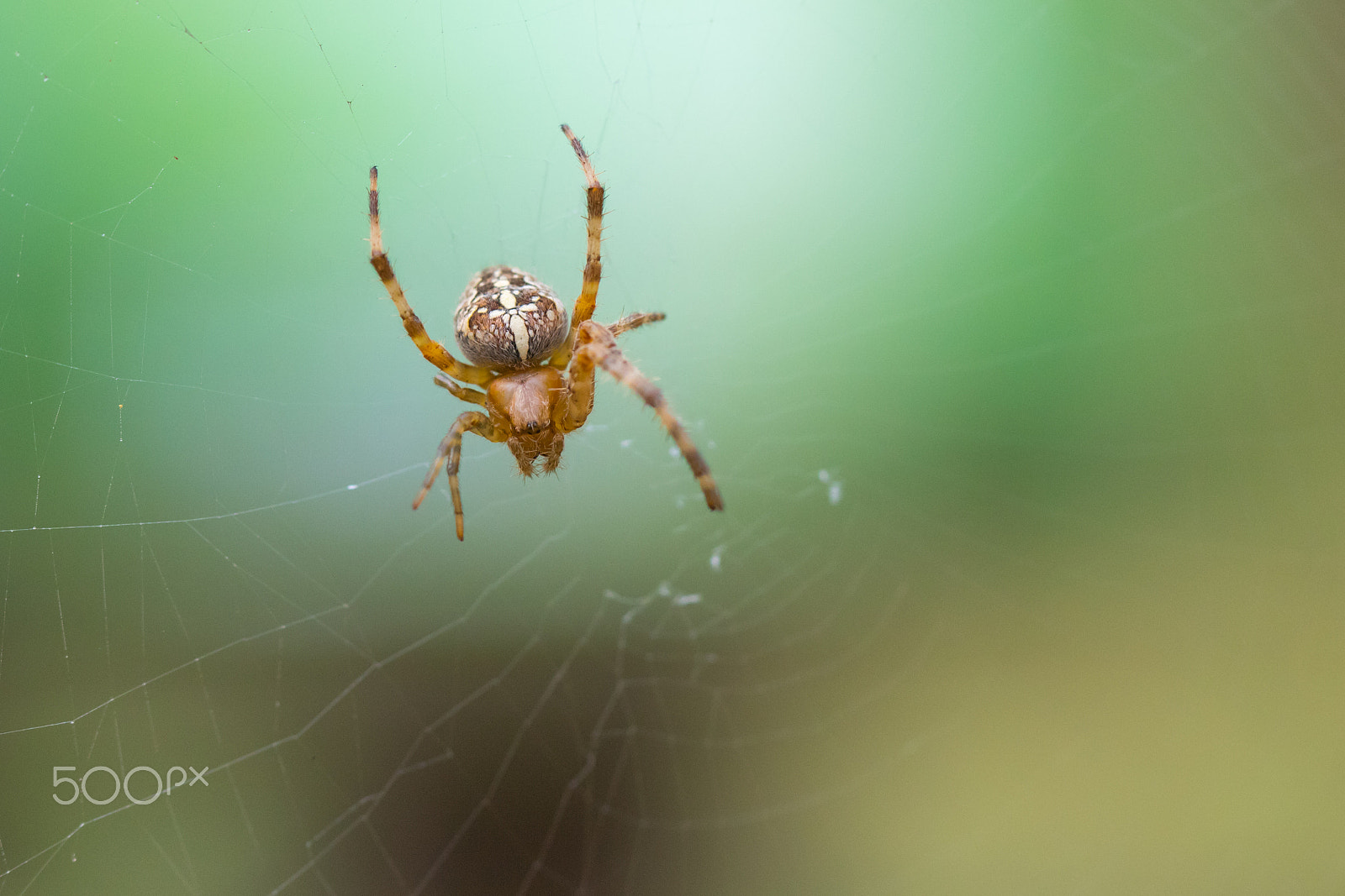 Canon EF 100mm F2.8L Macro IS USM sample photo. Diadem spider - araneus diadematus photography