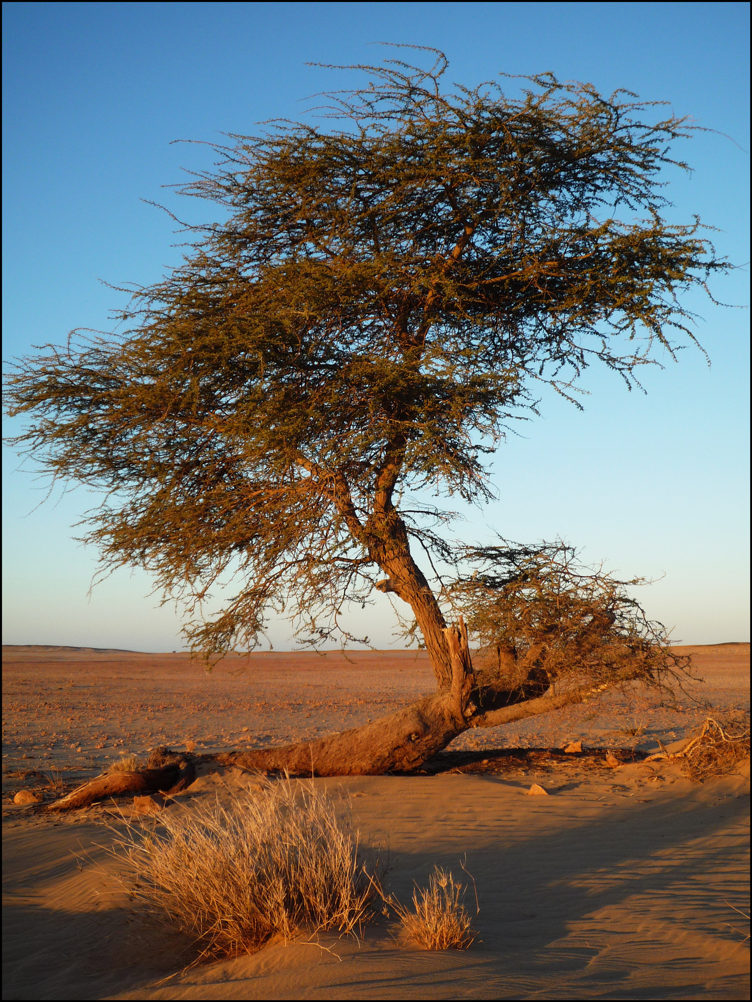 Panasonic DMC-FX500 sample photo. Africa photography