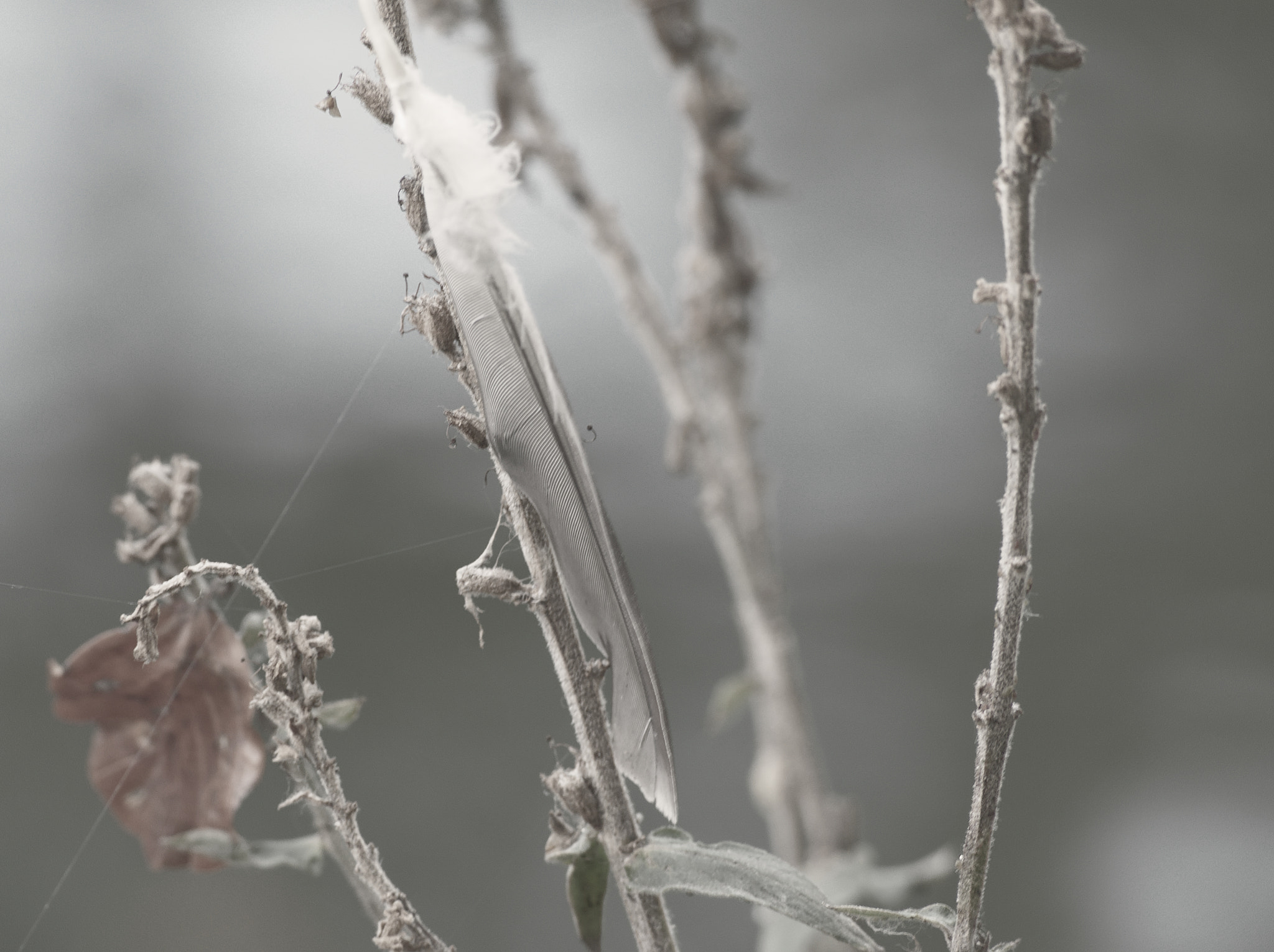Olympus OM-D E-M5 II sample photo. Feather photography