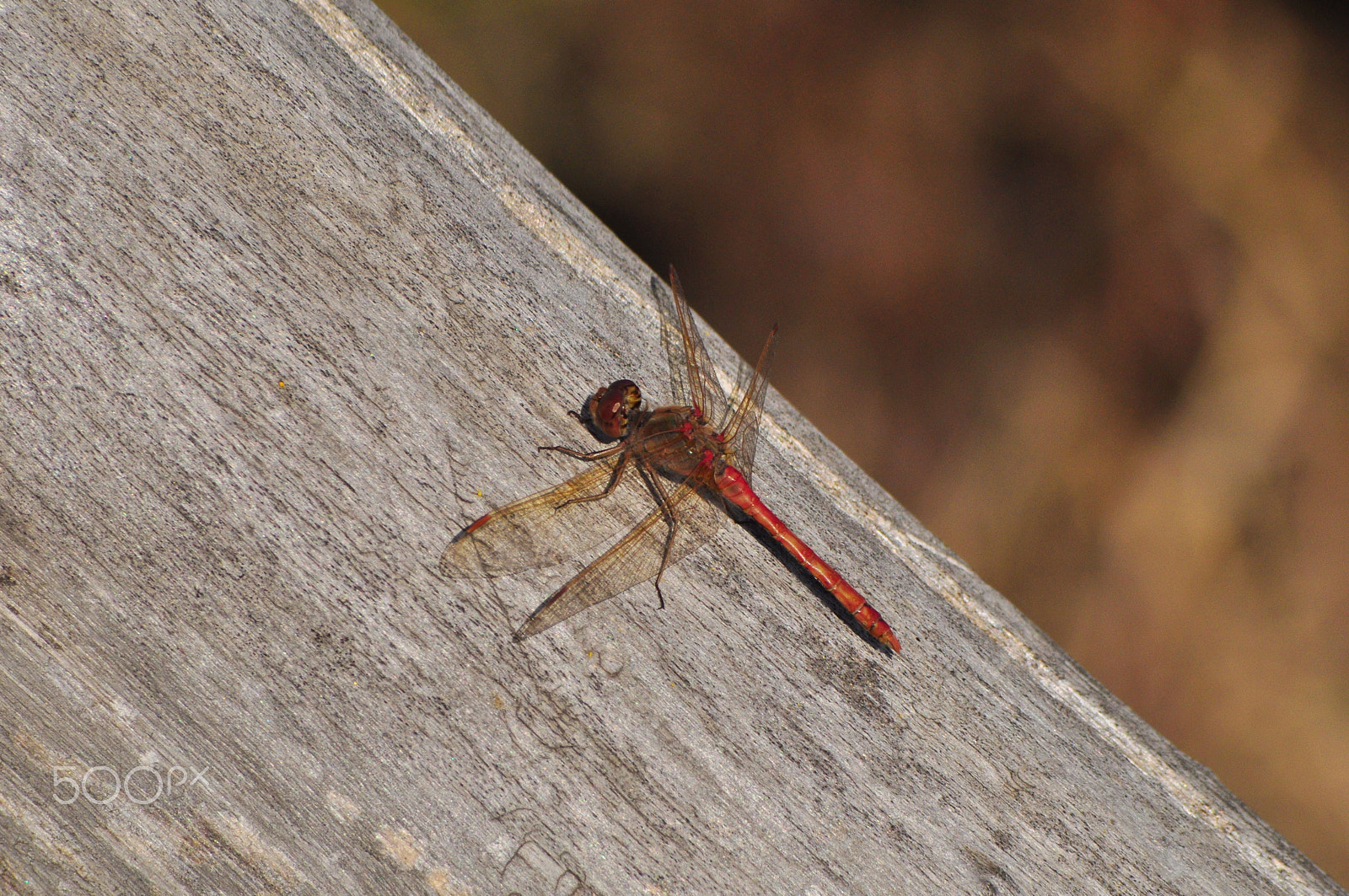 Nikon D90 sample photo. The dragonfly photography
