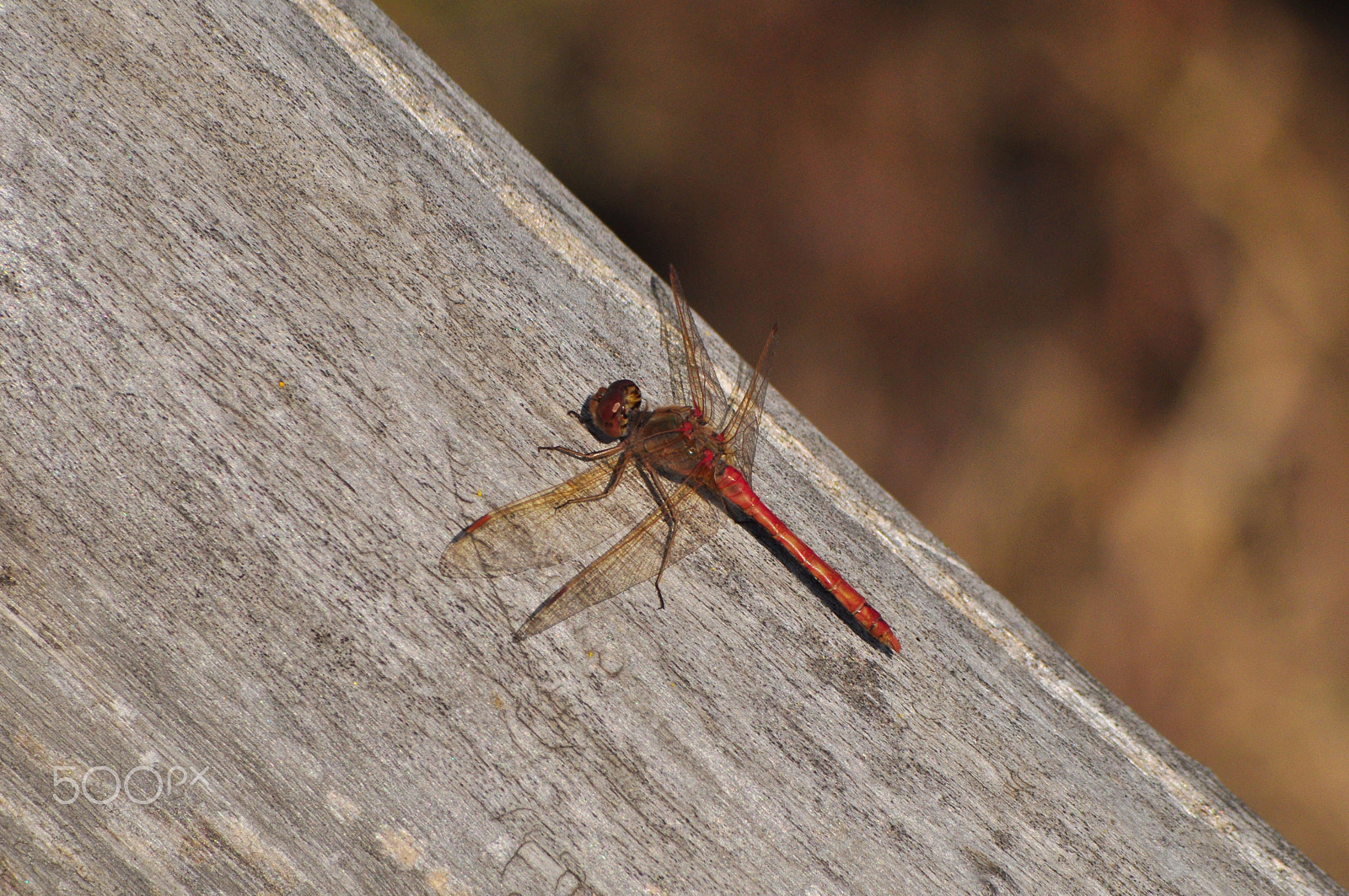 Nikon AF Nikkor 70-300mm F4-5.6G sample photo. The dragonfly photography