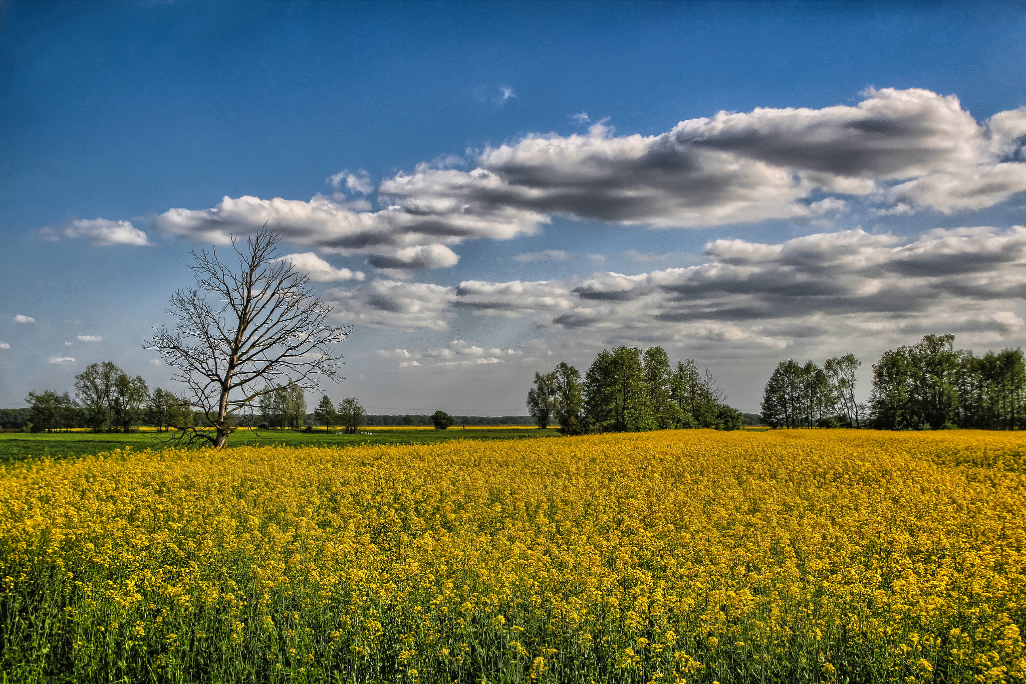 17.0 - 70.0 mm sample photo. Field... photography