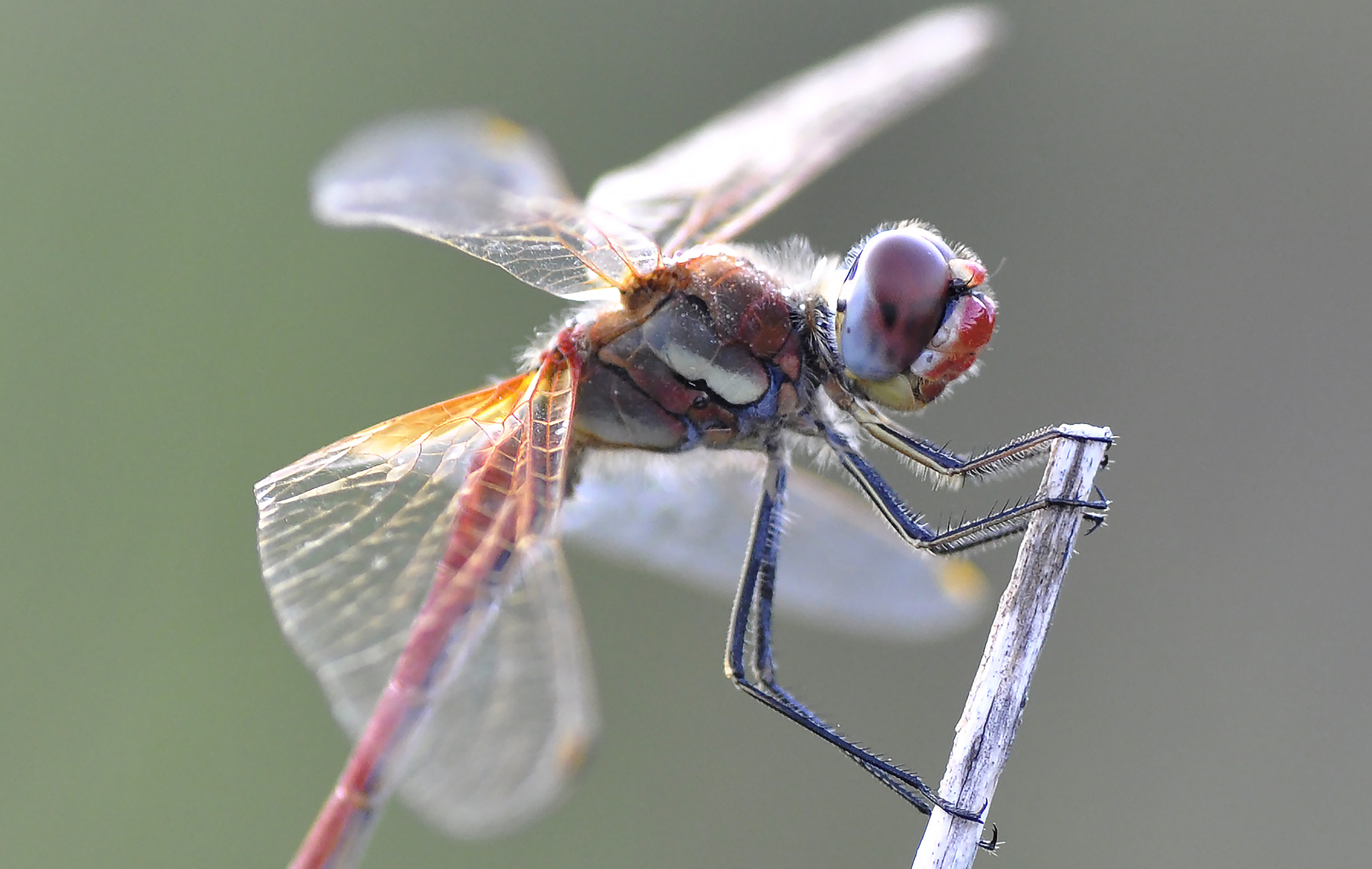Nikon D5000 sample photo. Red dragonfly photography