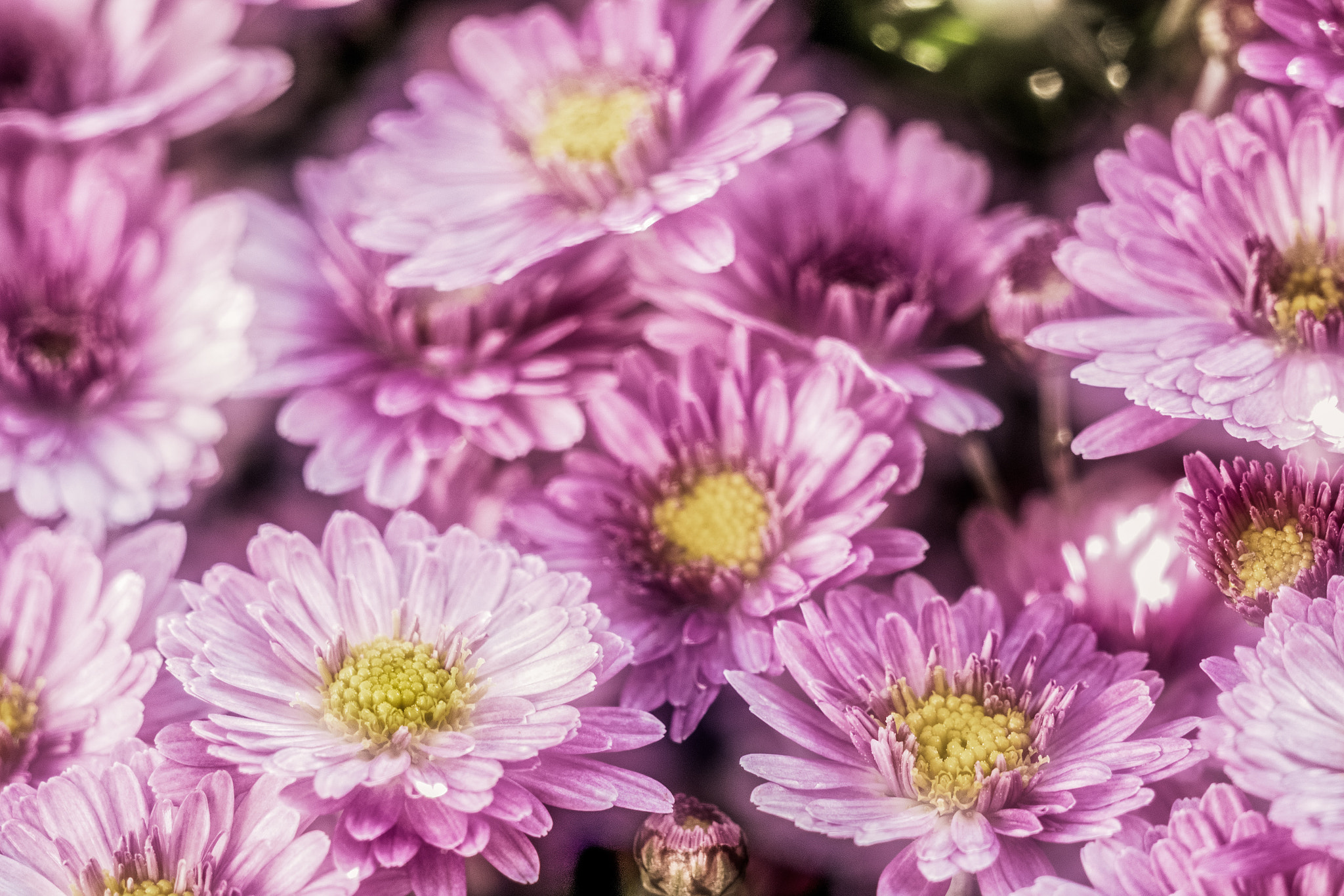 Panasonic Lumix DMC-GX8 + LEICA DG 100-400/F4.0-6.3 sample photo. Fleuri photography