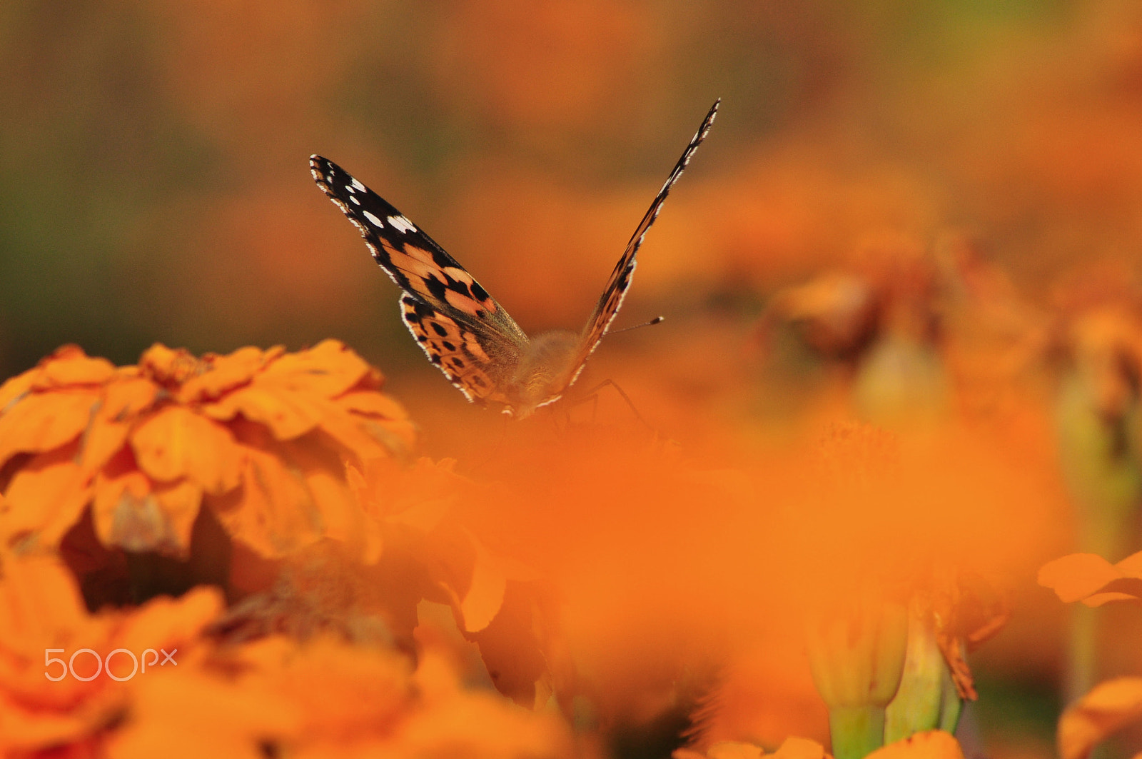 Nikon AF Nikkor 70-300mm F4-5.6G sample photo. Butterfly photography