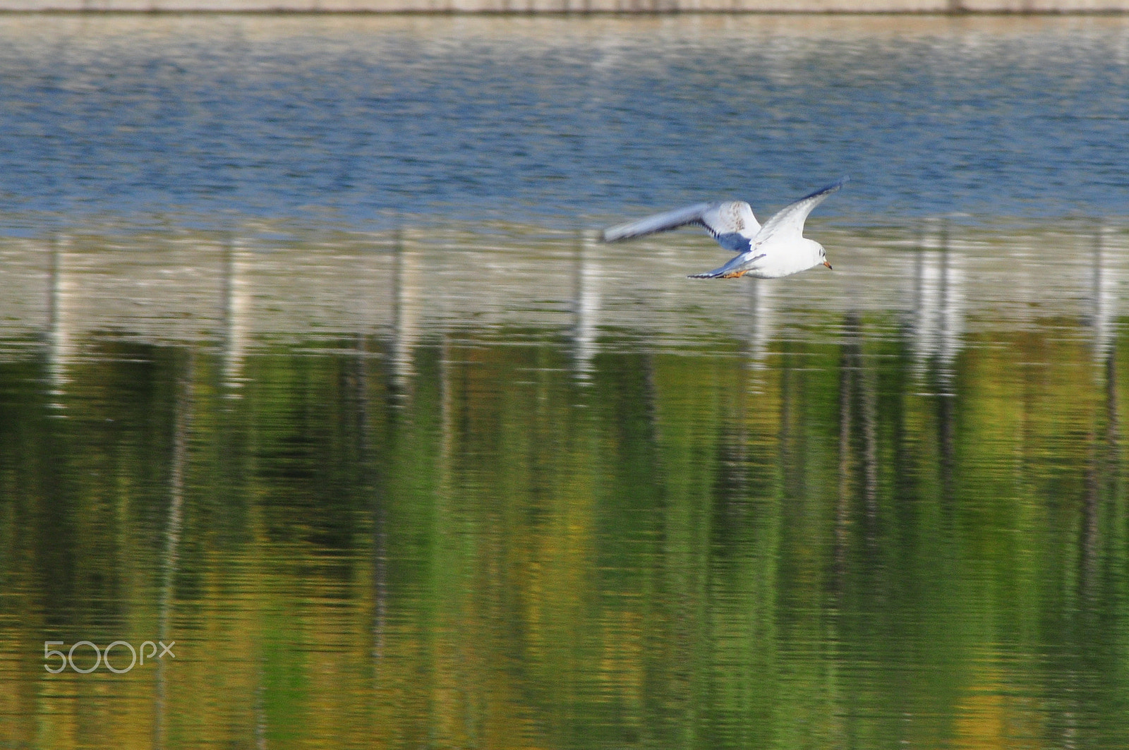 Nikon AF Nikkor 70-300mm F4-5.6G sample photo. Fly photography