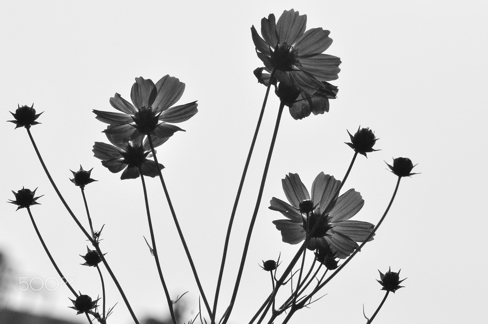 Nikon AF Nikkor 70-300mm F4-5.6G sample photo. Flowers photography