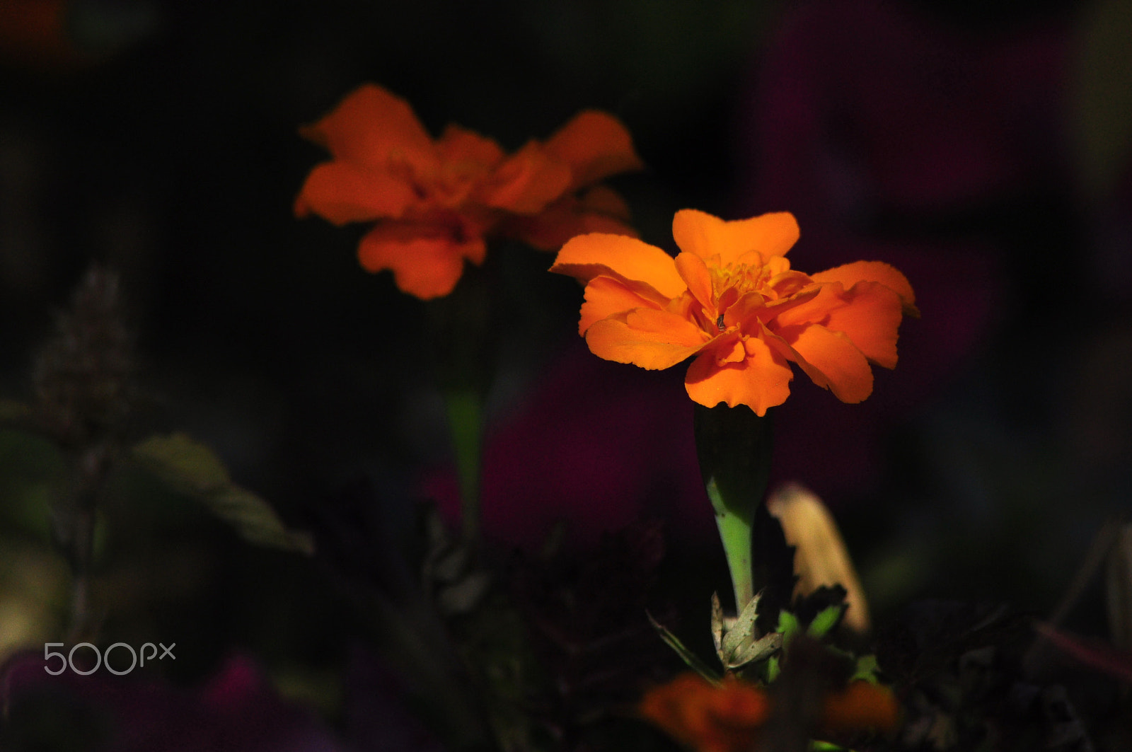 Nikon AF Nikkor 70-300mm F4-5.6G sample photo. In the morning sun photography