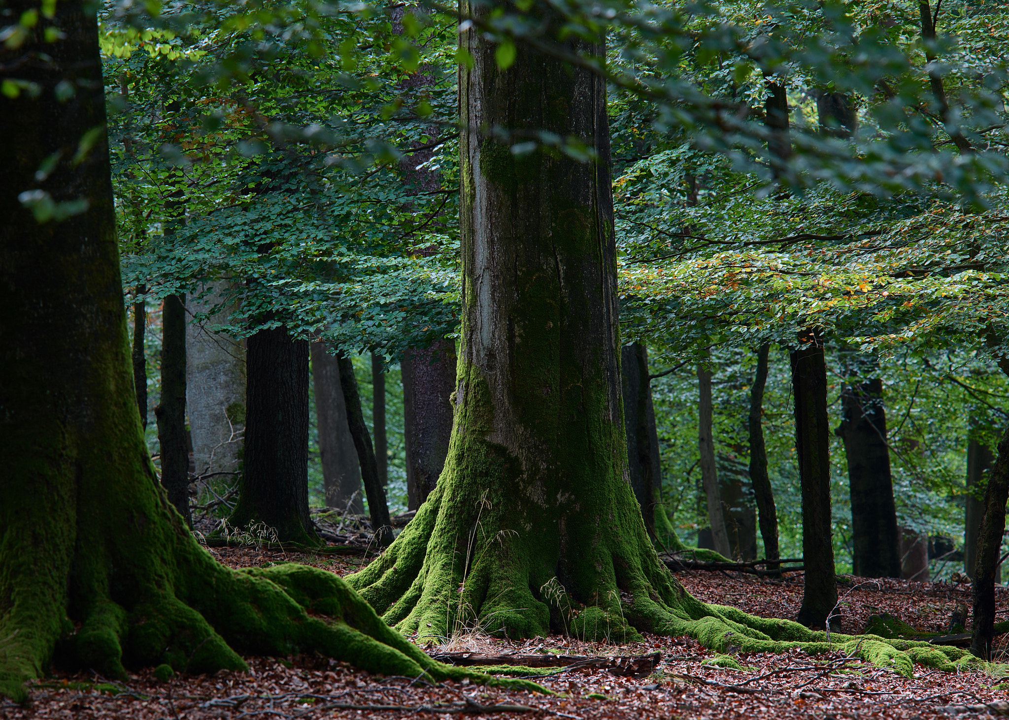 Phase One IQ3 100MP sample photo. Where the stags live photography